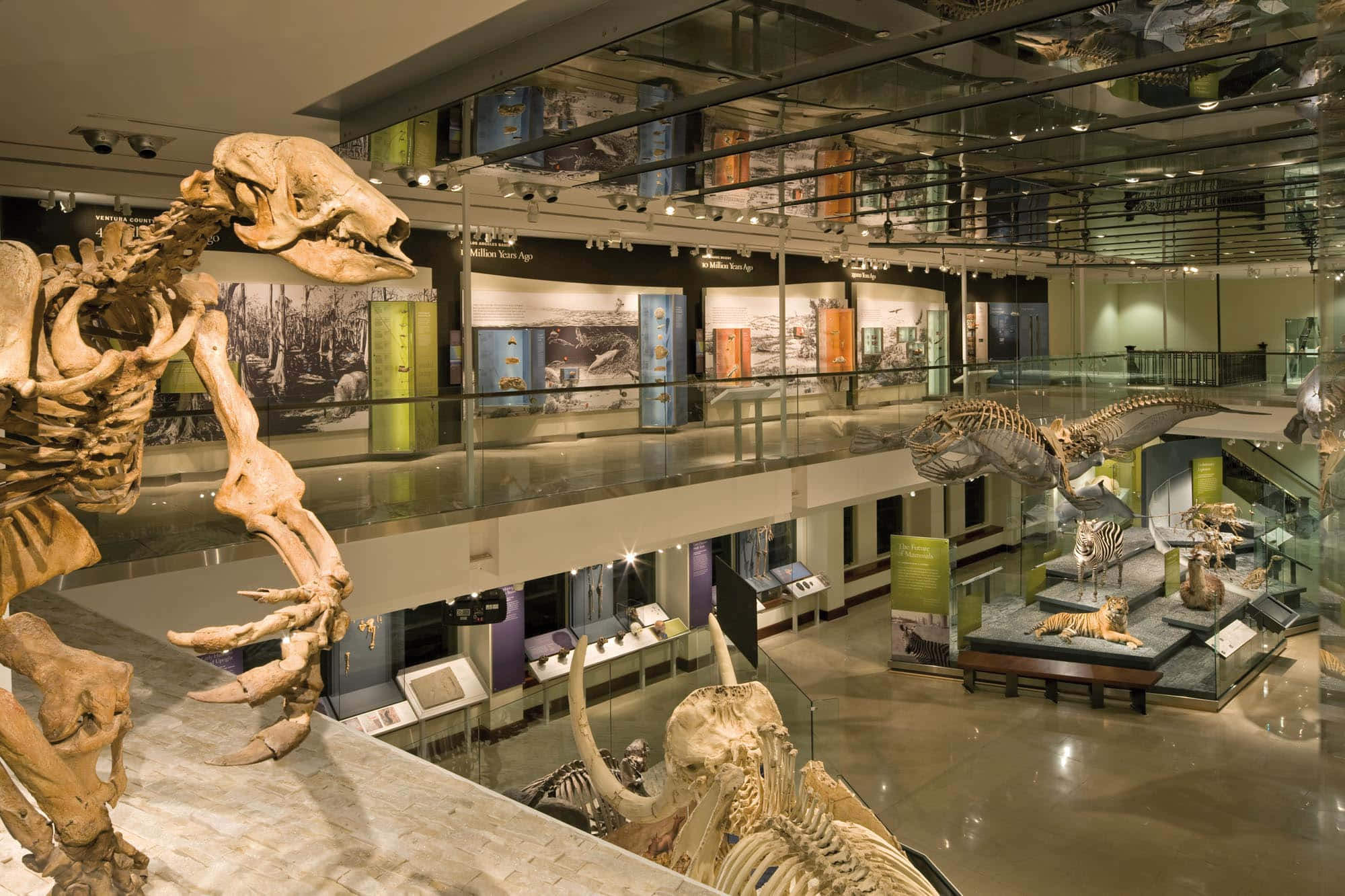 Natural History Museum Of Los Angeles, dinosaur exhibit, fossil skeletons, Full HD Desktop Wallpaper