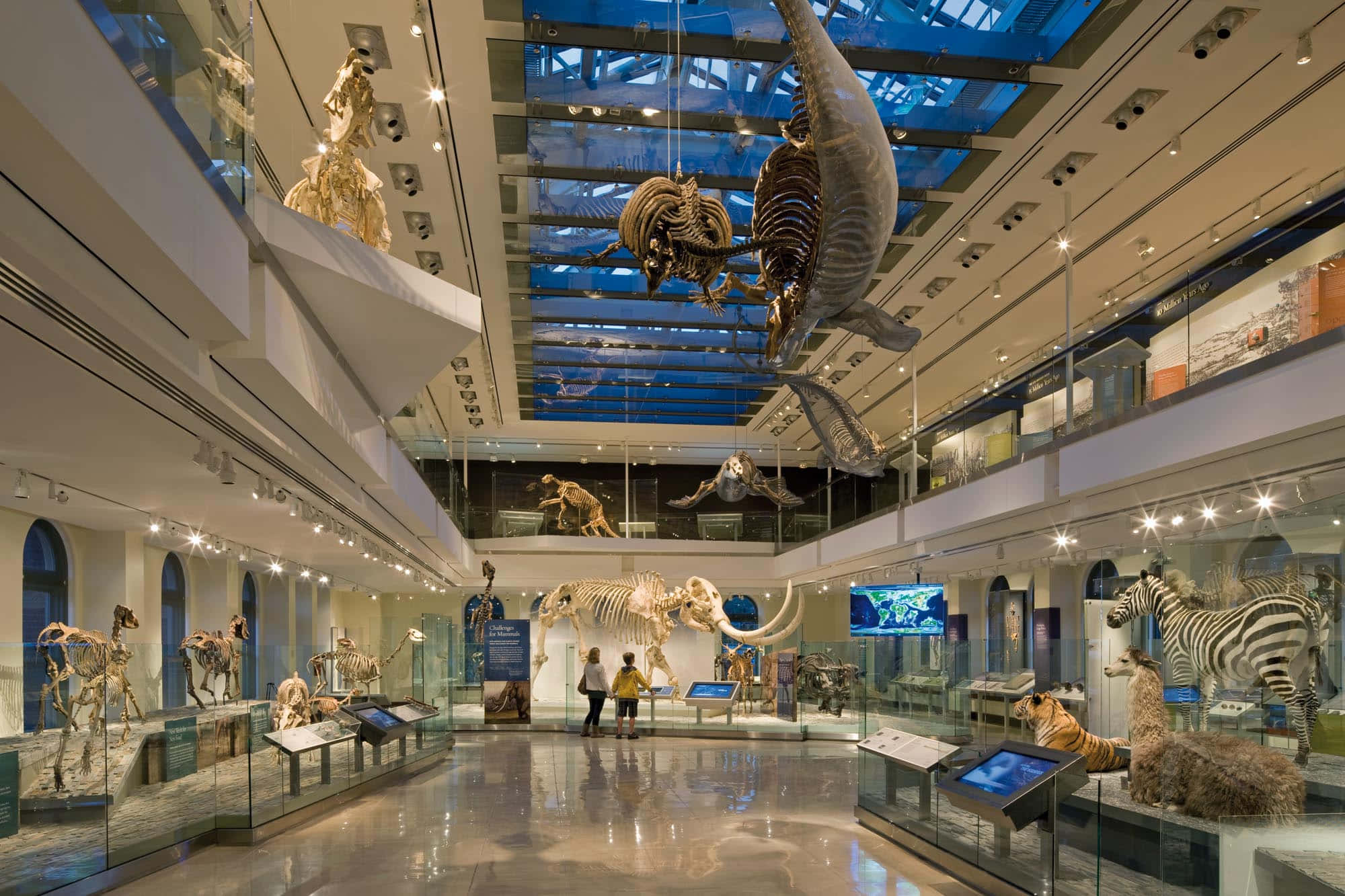 Natural History Museum Of Los Angeles, dinosaur exhibit, whale skeletons, Full HD Desktop Wallpaper
