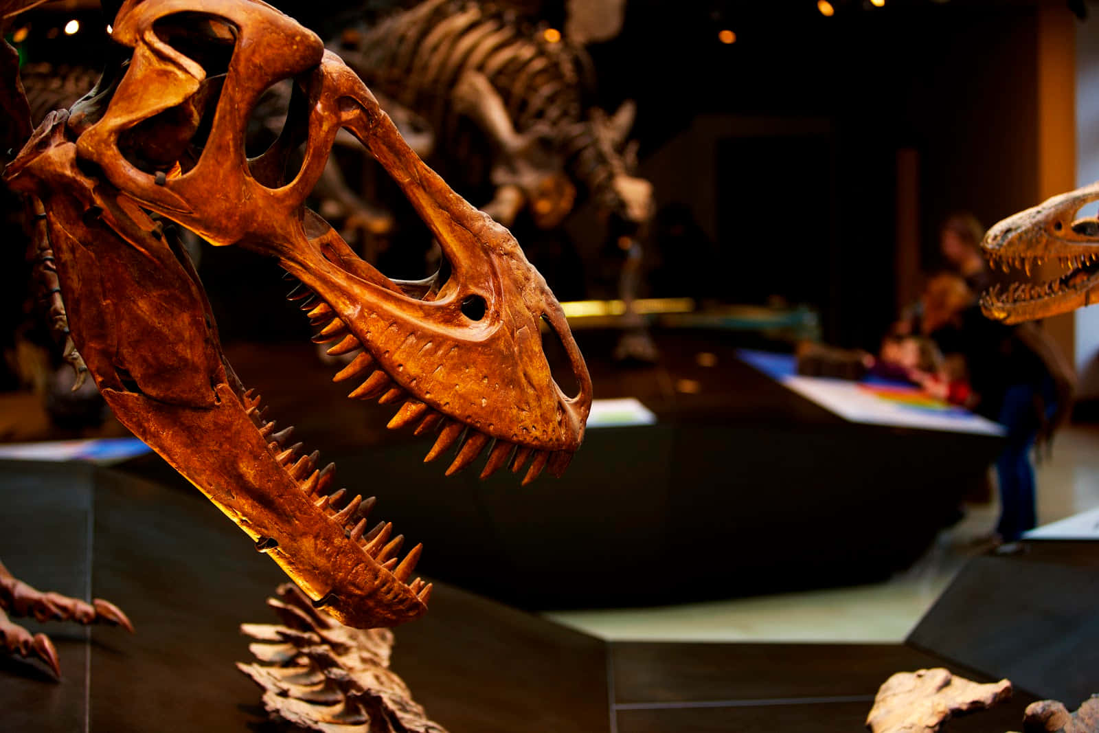 dinosaur skeleton exhibit, Natural History Museum L A, dinosaur skull fossil, HD Desktop Wallpaper
