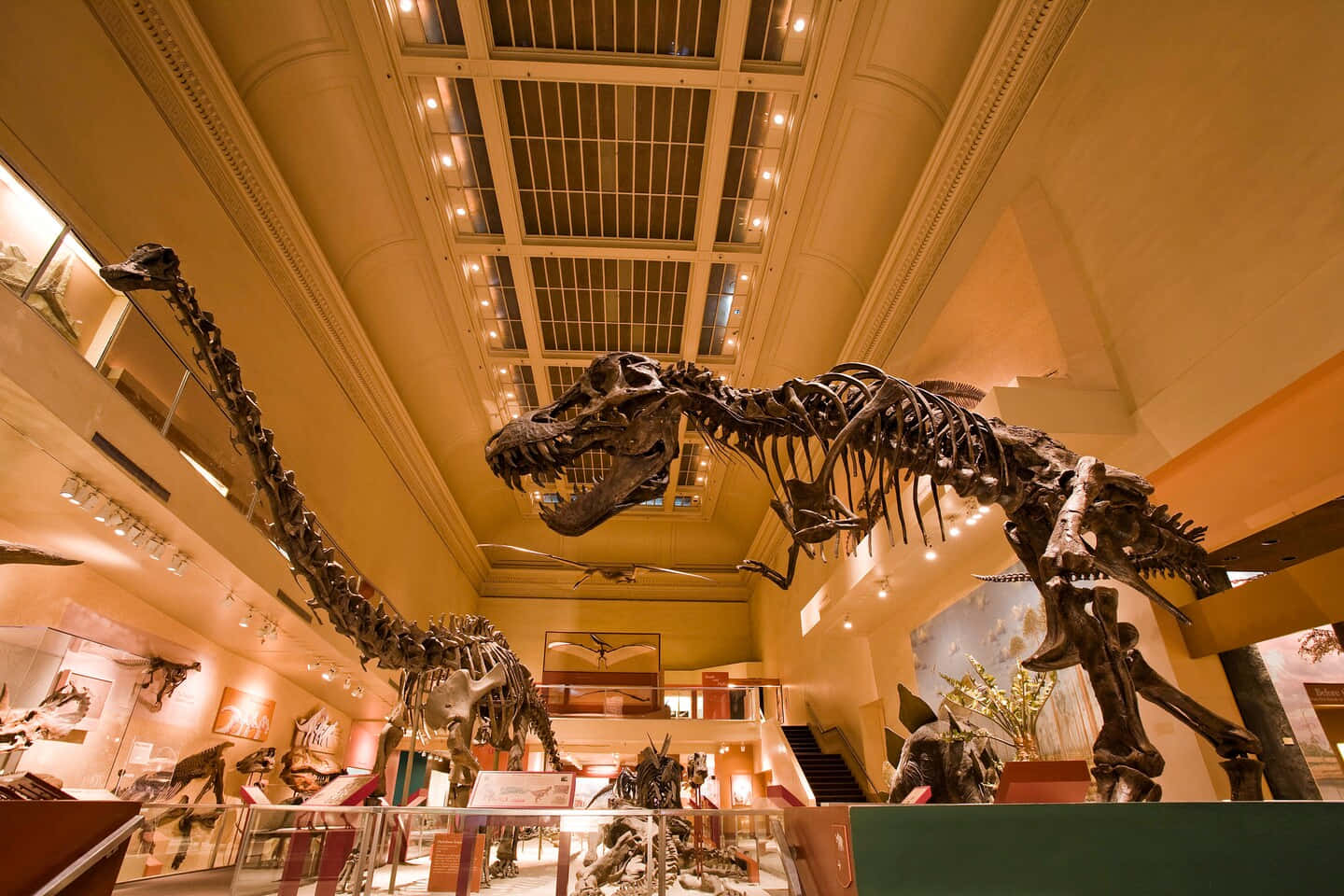 dinosaur exhibit, Natural History Museum Los Angeles, towering dinosaur skeleton, HD Desktop Wallpaper