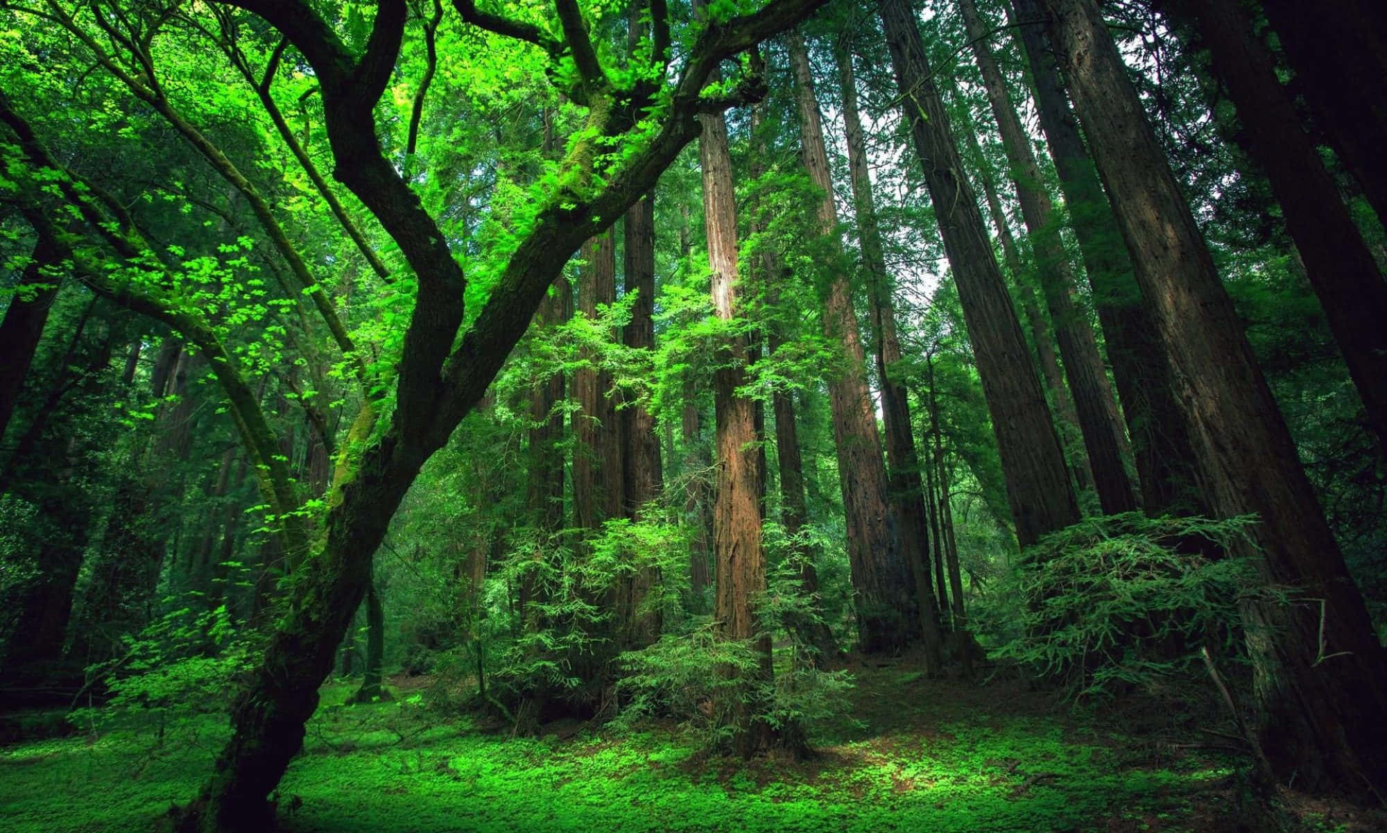 redwood trees, lush green forest floor, sunlight, Full HD Desktop Wallpaper