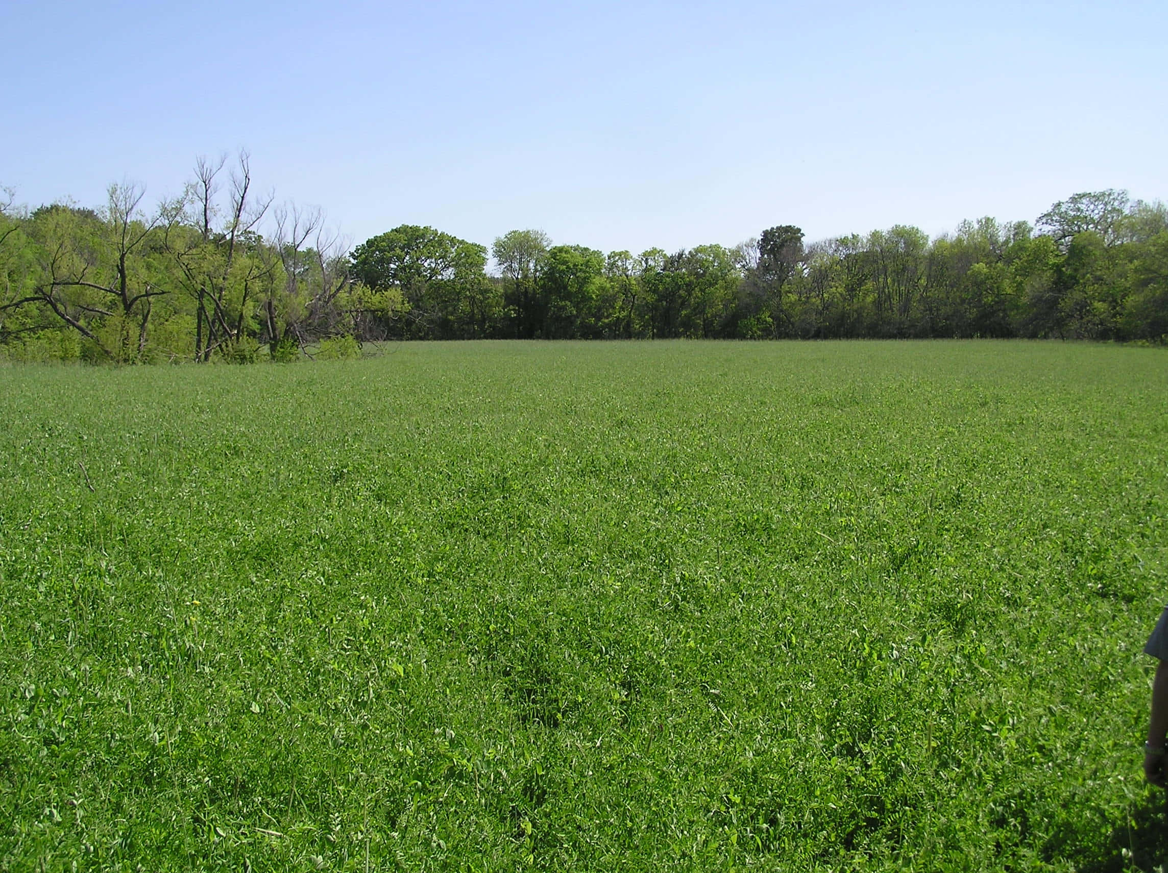 Natural Resources, green field, clear blue sky, Full HD Desktop Wallpaper