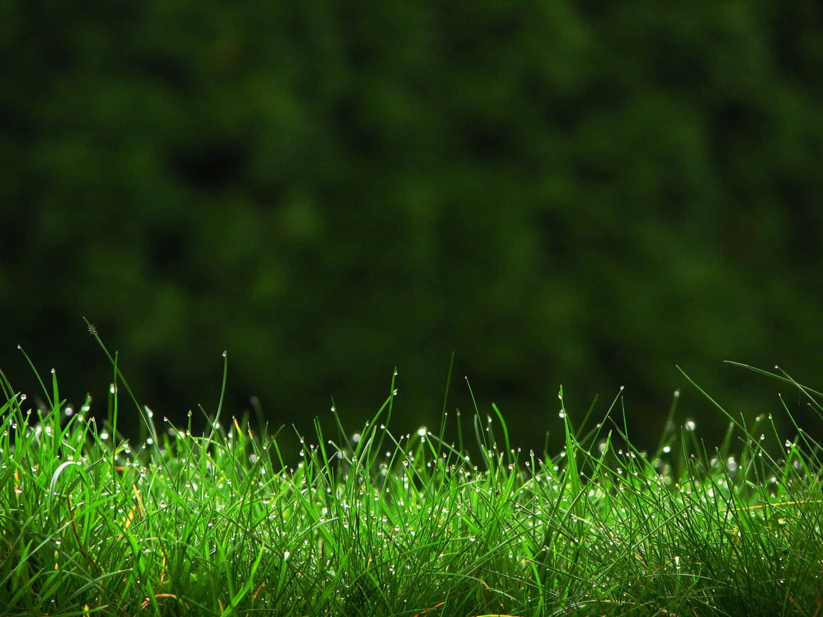 Natural resources, vibrant green grass blades, dewdrops, HD Desktop Wallpaper