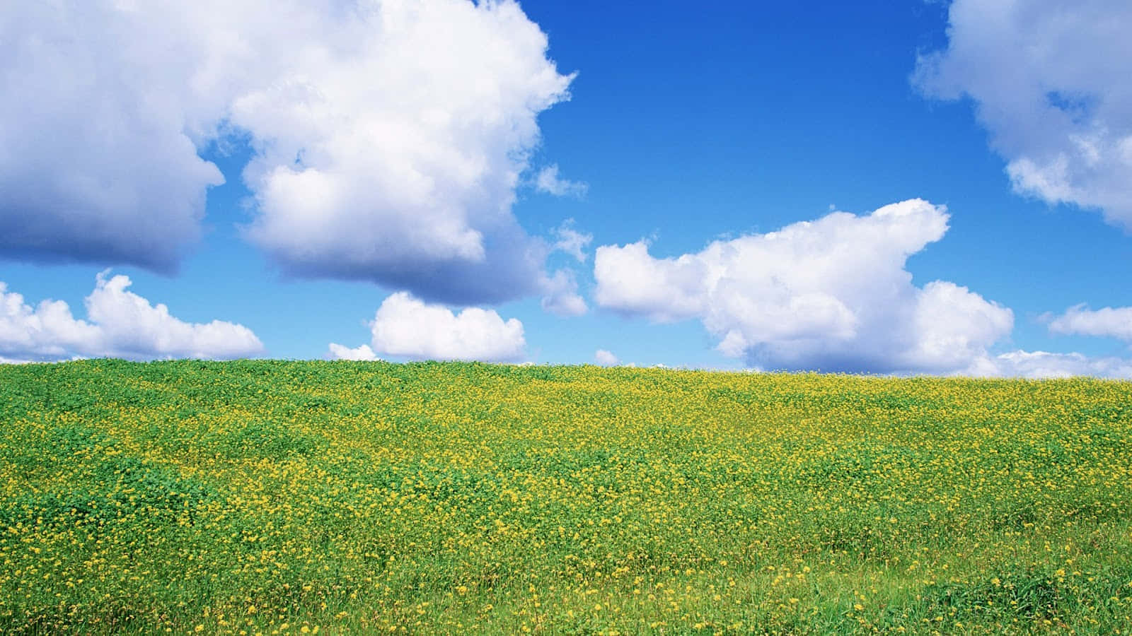 vibrant green hillside, yellow wildflowers, bright blue sky, HD Desktop Wallpaper