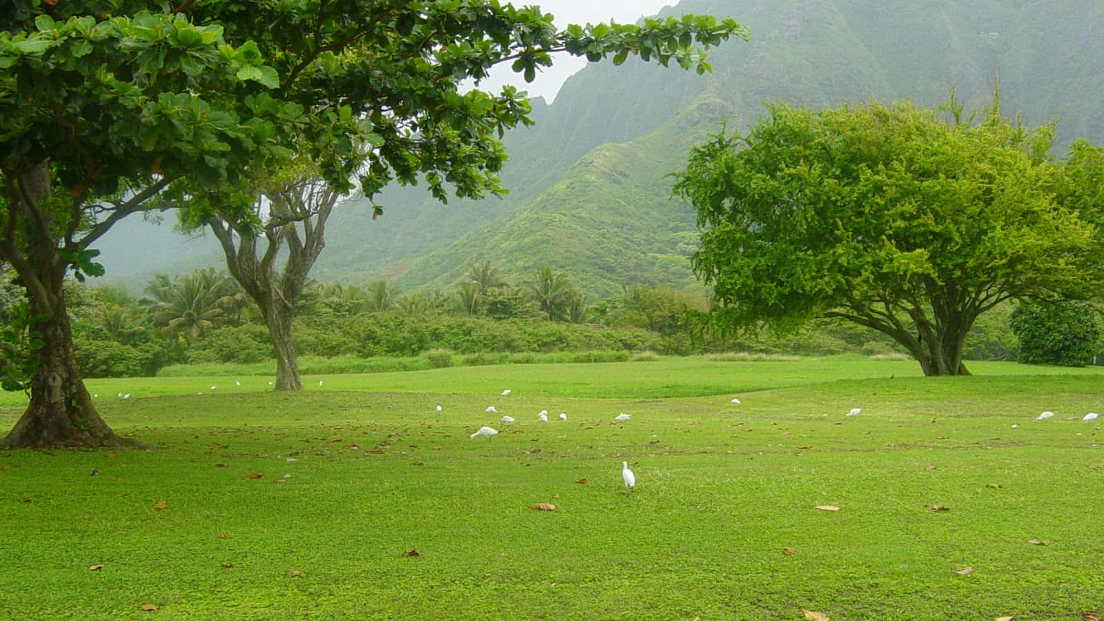 White birds, lush green lawn, leafy trees, HD Desktop Wallpaper