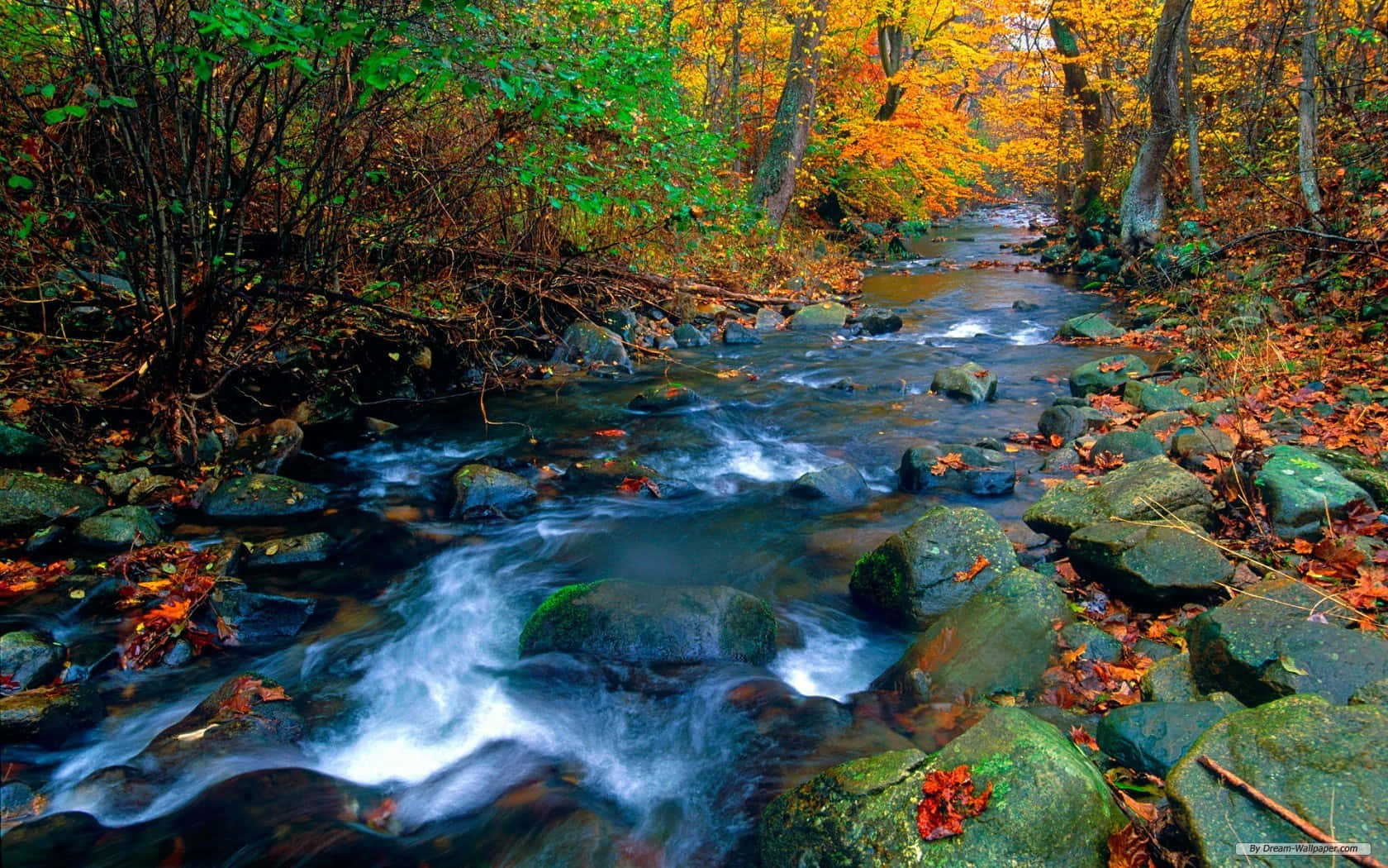 autumn stream, mossy rocks, forest, HD Desktop Wallpaper