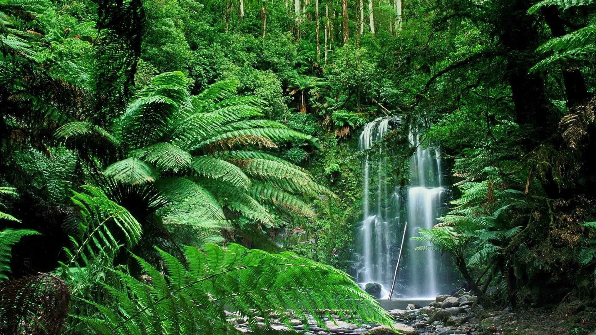 tranquil nature reserve, sunrise, waterfall, Full HD Desktop Wallpaper