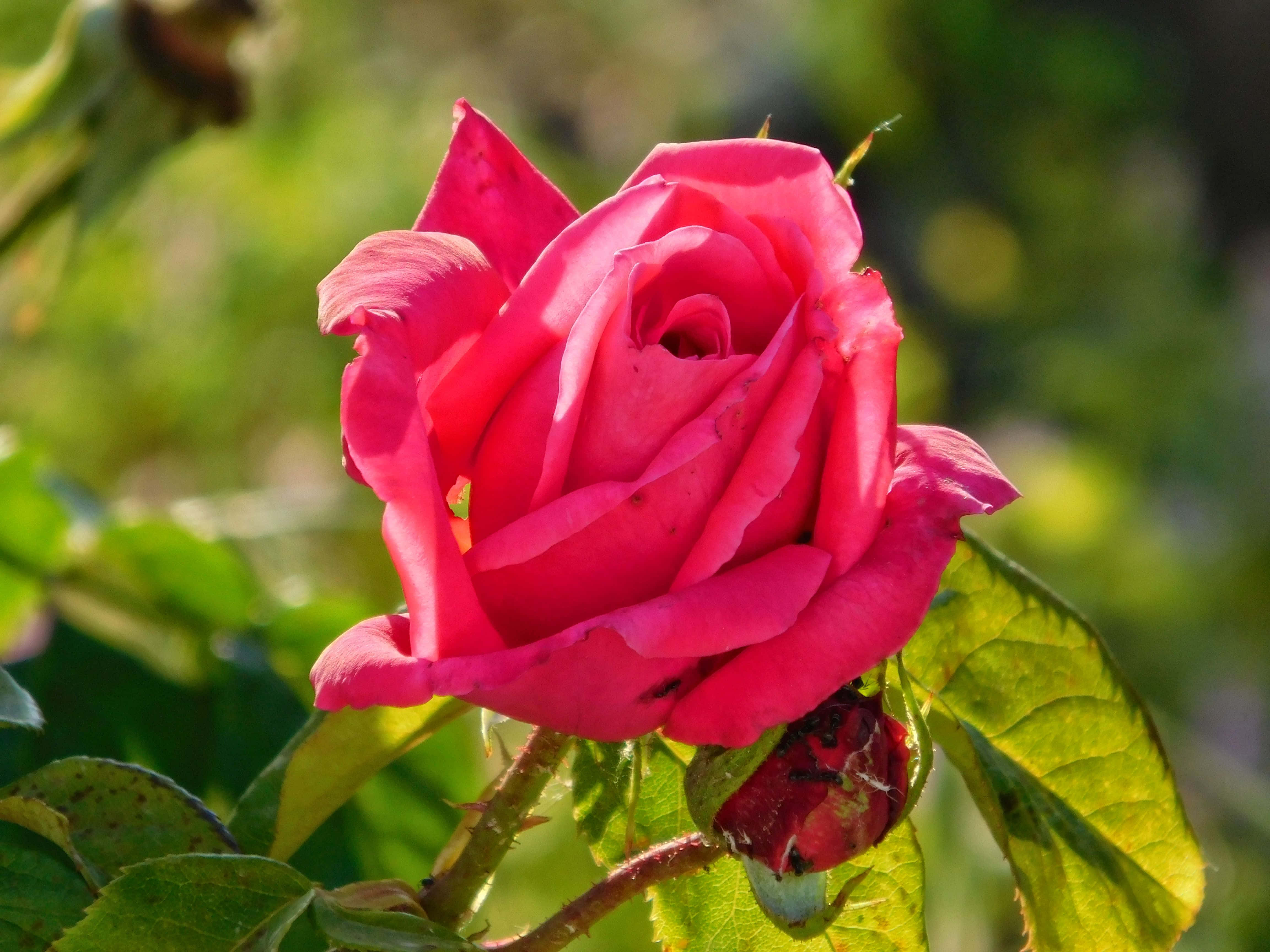 pink rose, soft sunlight, lush green leaves, 4K Desktop Wallpaper