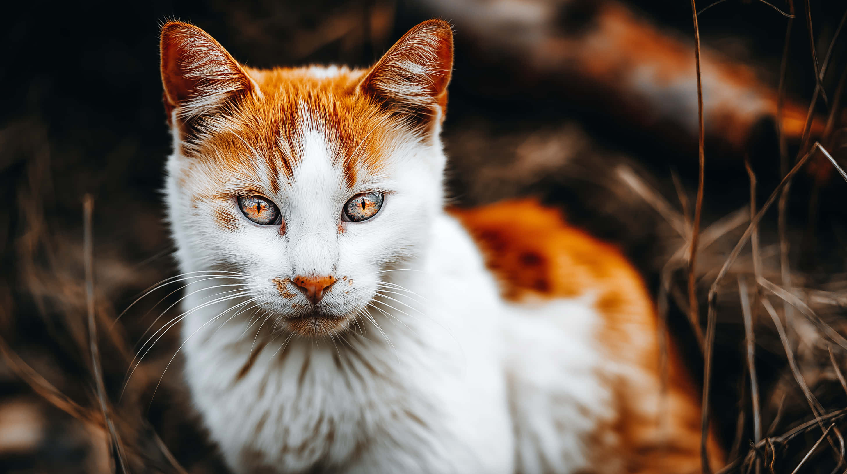 white and orange tabby cat, striking amber eyes, dry grass, 2K Desktop Wallpaper