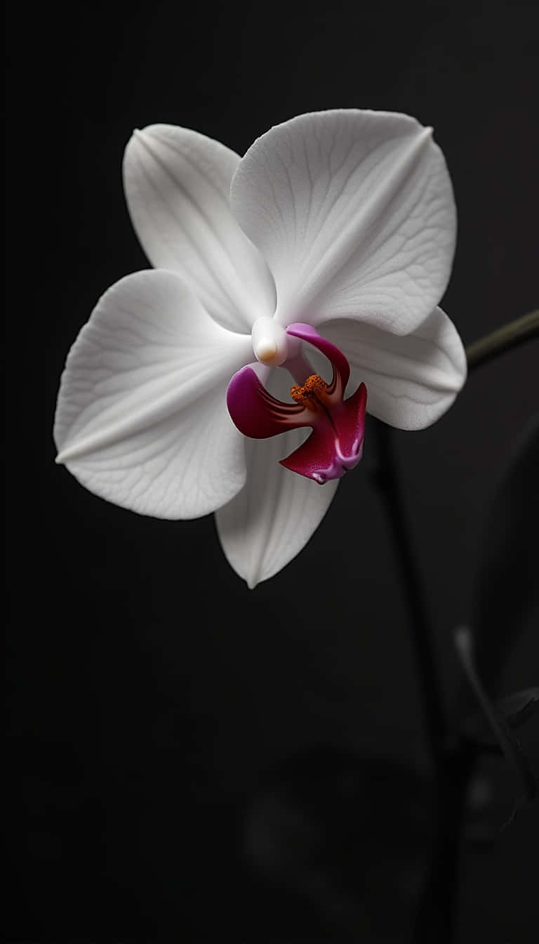 white orchid, vivid magenta center, stark black background, HD Phone Wallpaper