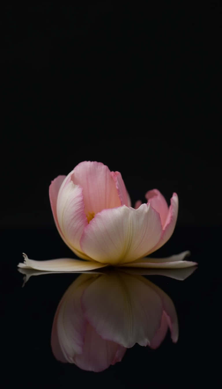 pink tulip, white edges, black reflective surface, HD Phone Wallpaper