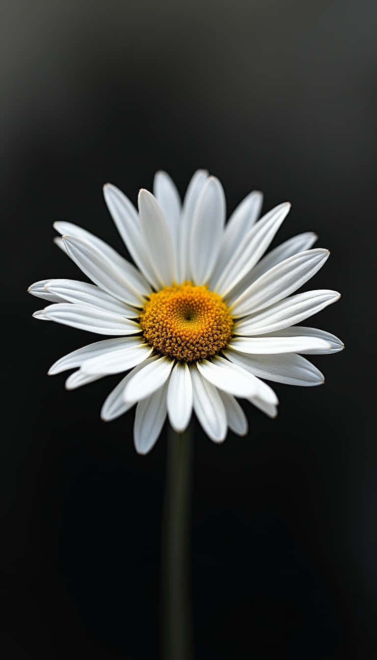 daisy, white petals, vibrant yellow center, HD Phone Wallpaper