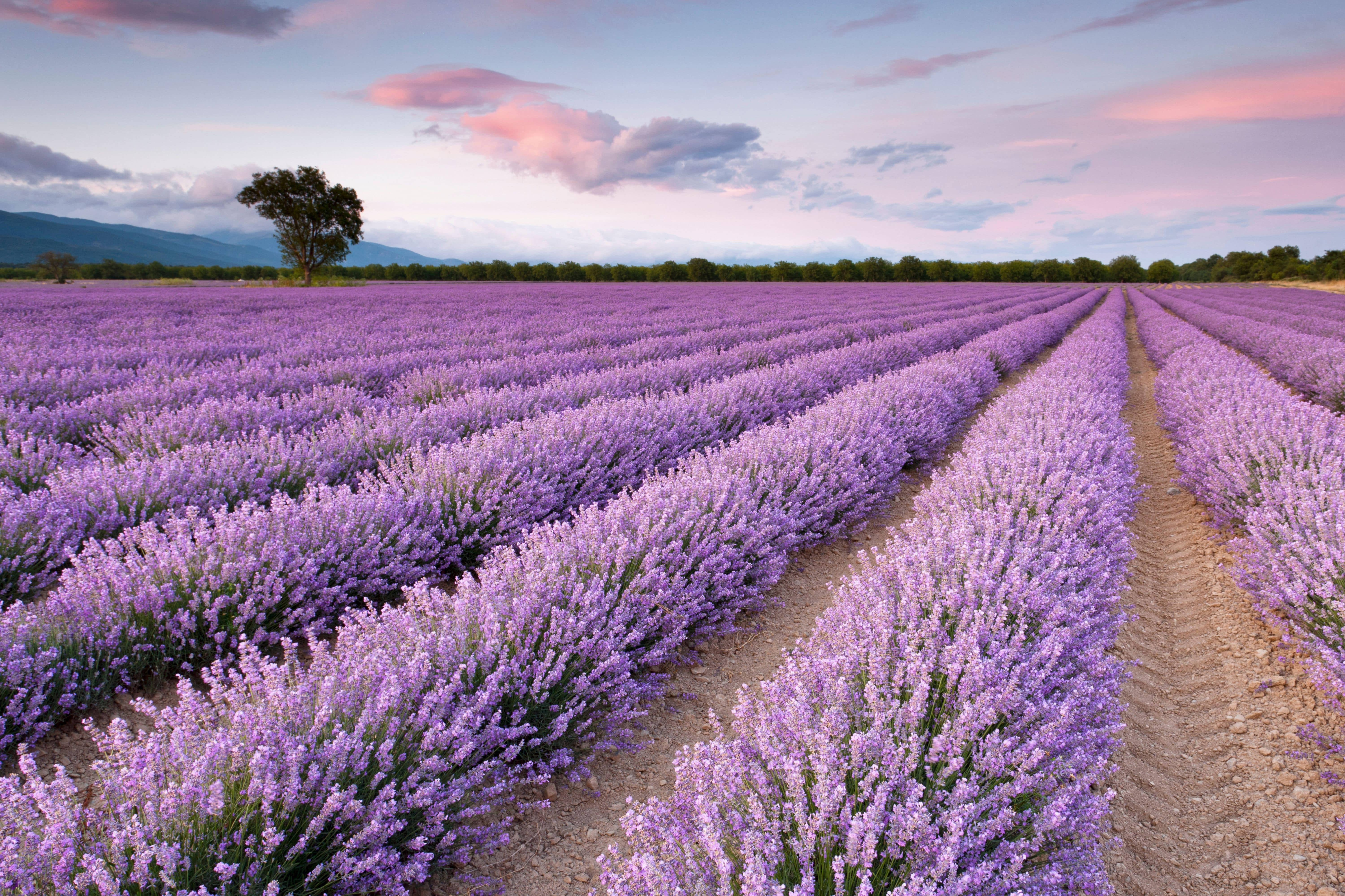 Lavender Field, pink and blue twilight sky, lone tree, 5K Desktop Wallpaper