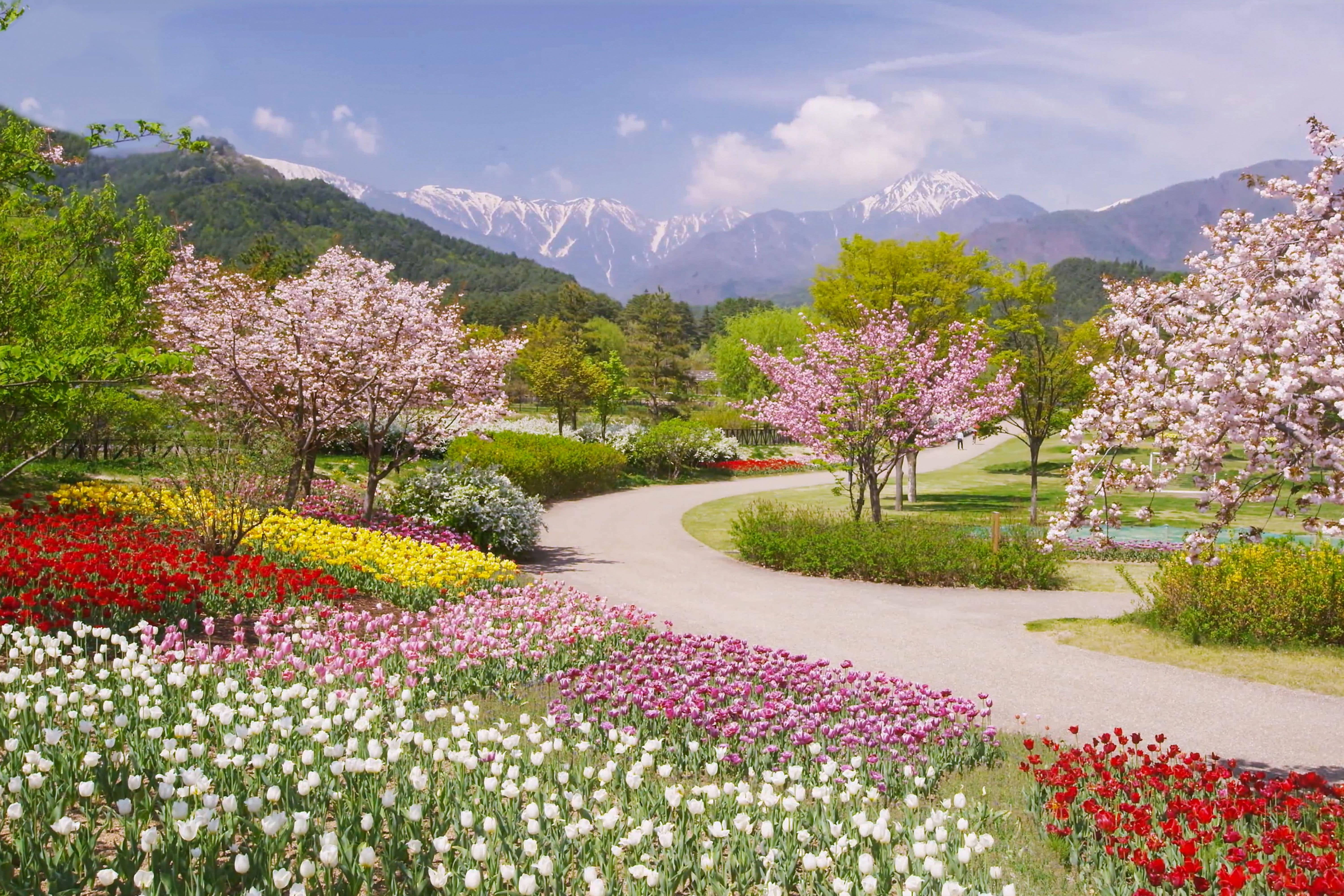 tulip fields, cherry trees, snow-capped mountains, 5K Desktop Wallpaper