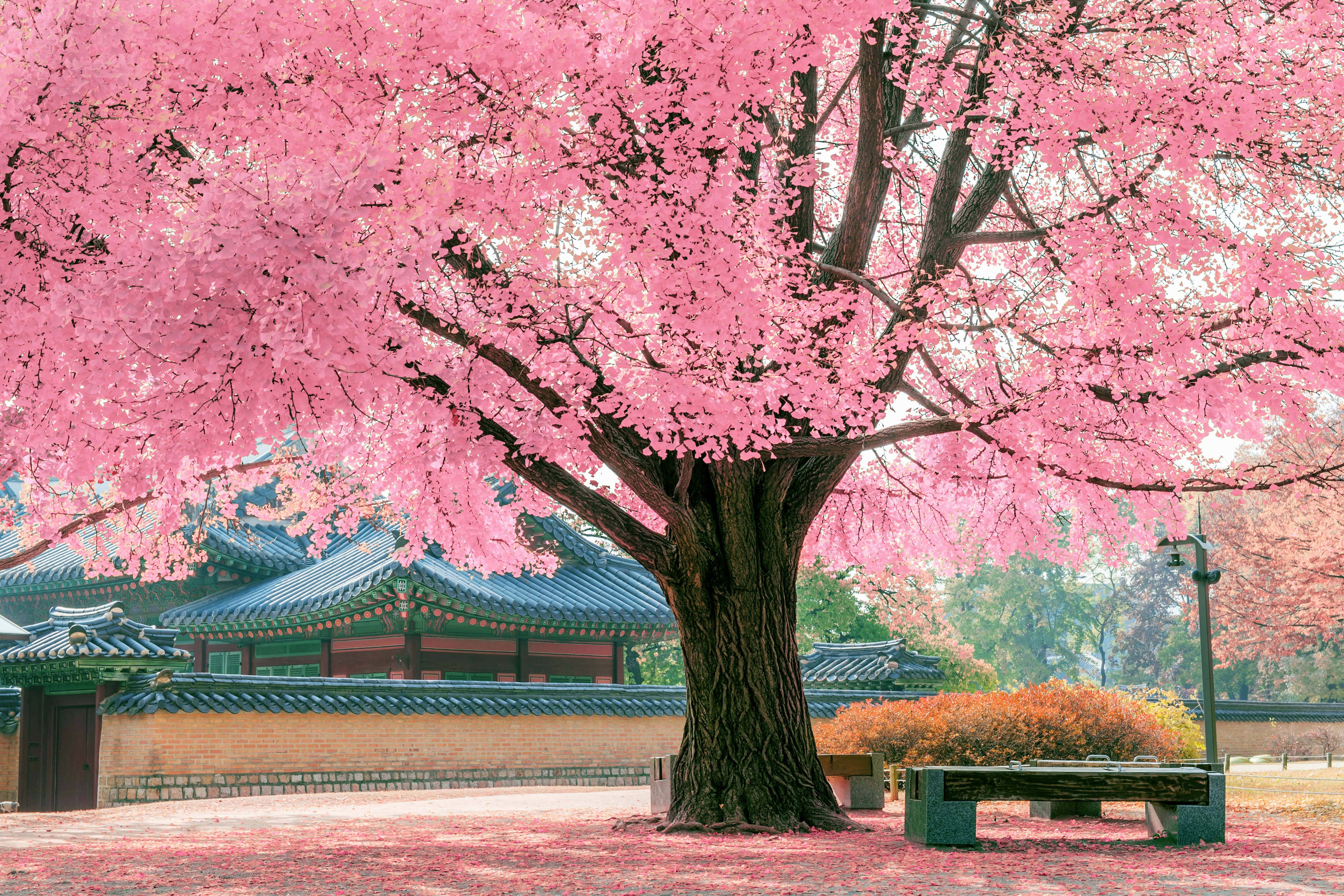 cherry blossom tree, vibrant pink flowers, traditional Korean pavilion, 5K Desktop Wallpaper
