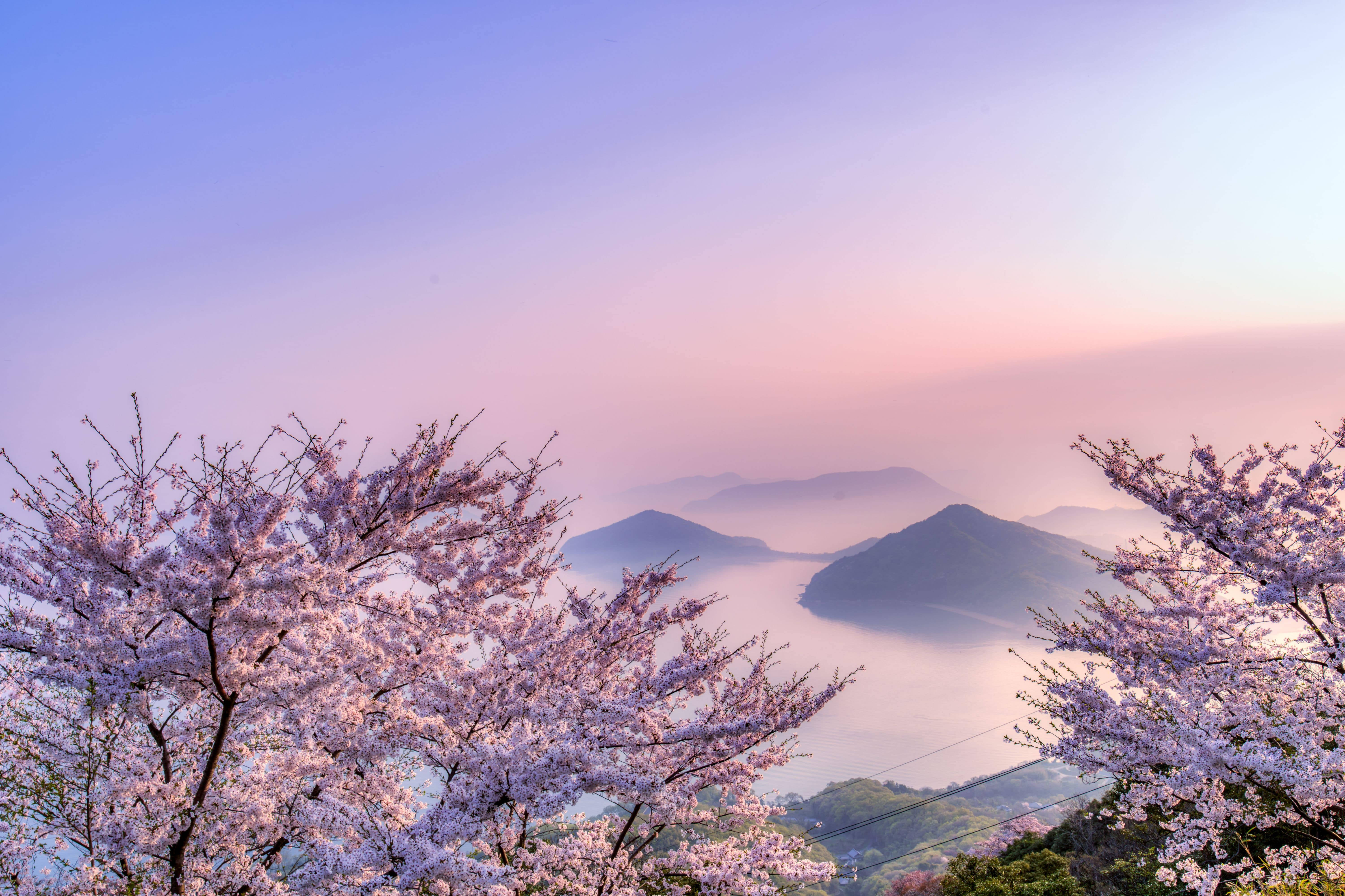 pink cherry blossoms, misty lake, distant mountains, 5K Desktop Wallpaper