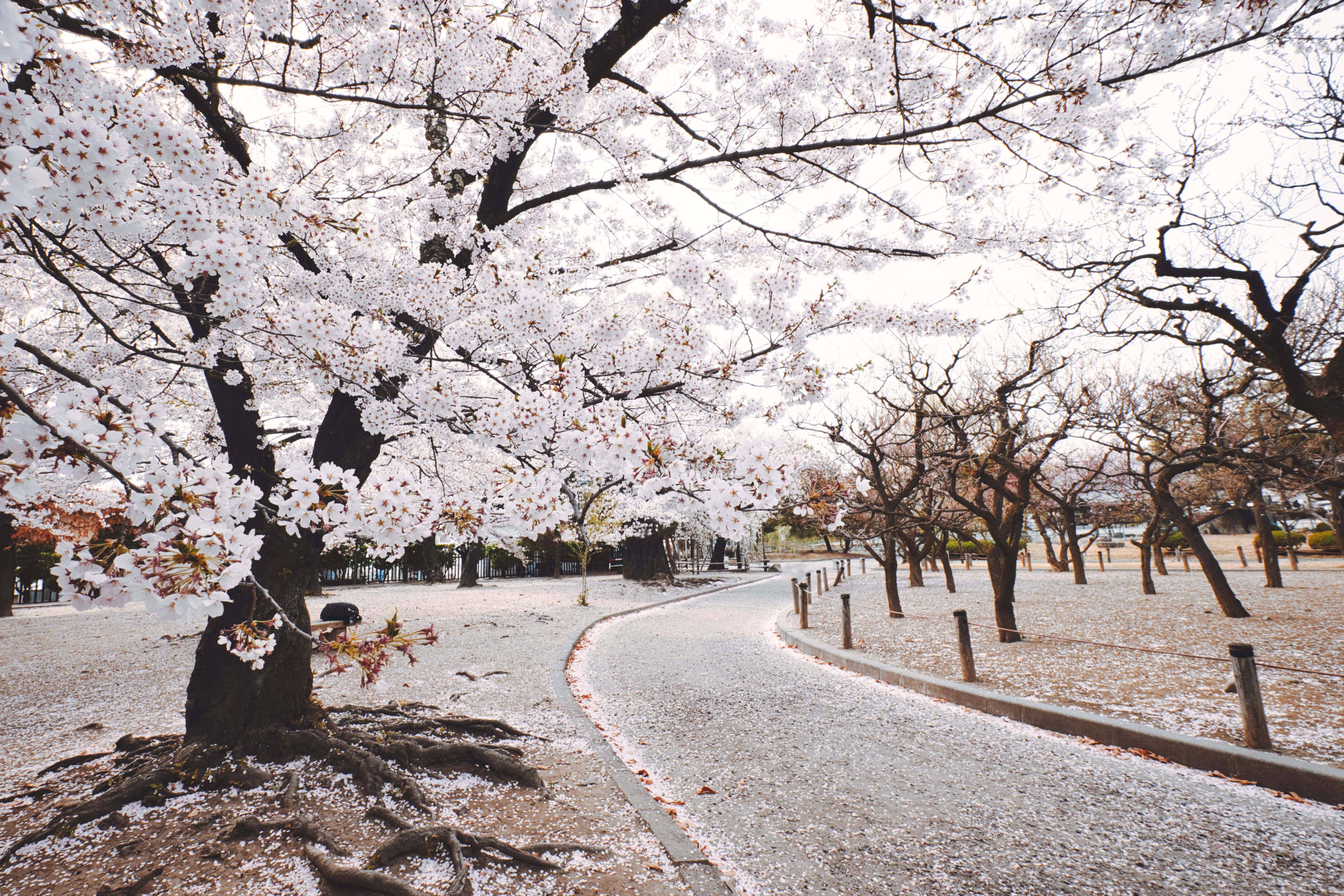 snow-dusted cherry blossoms, winding path, serene winter park, 5K Desktop Wallpaper
