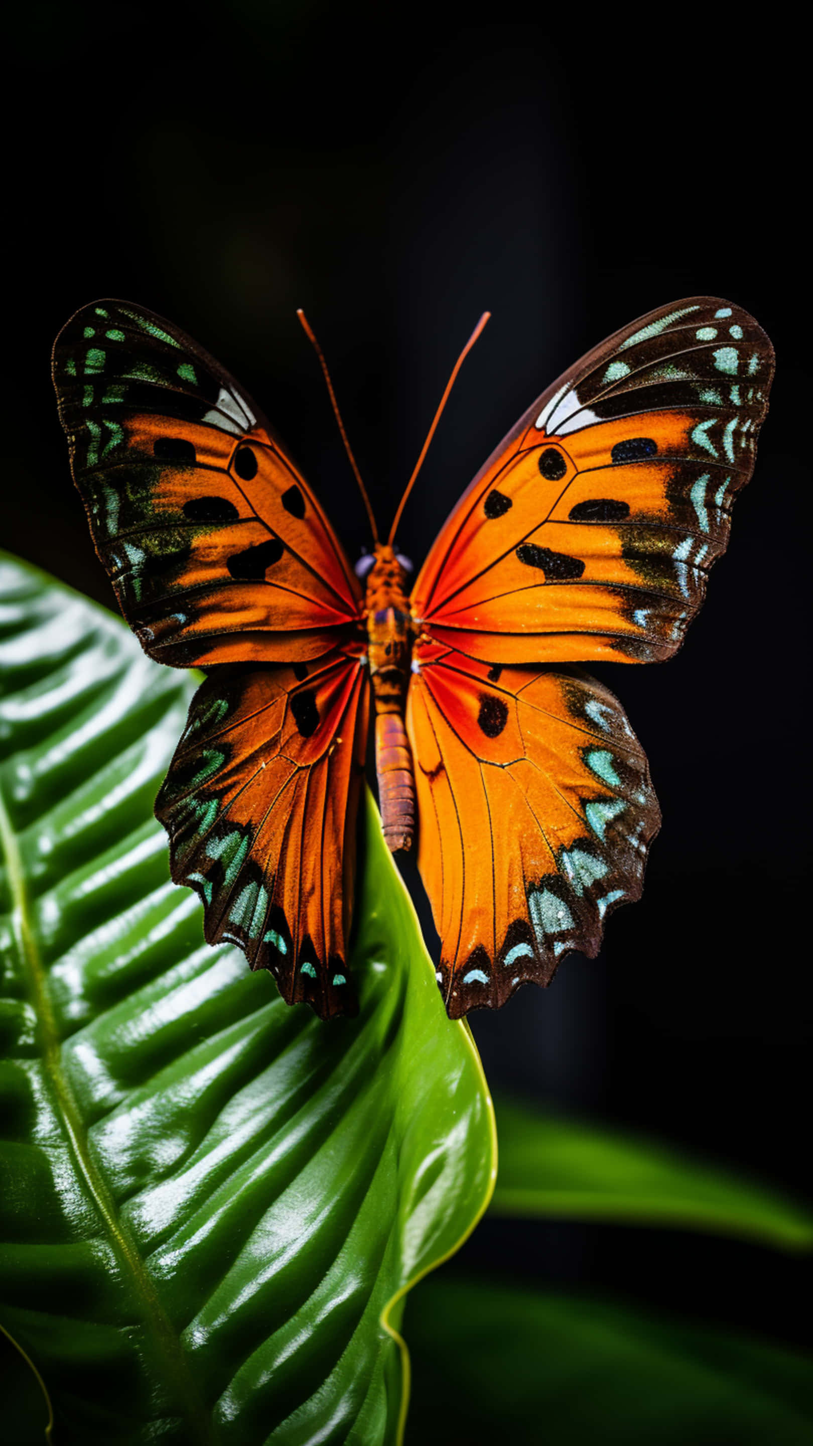 butterfly, leaf, orange, 2K Phone Wallpaper