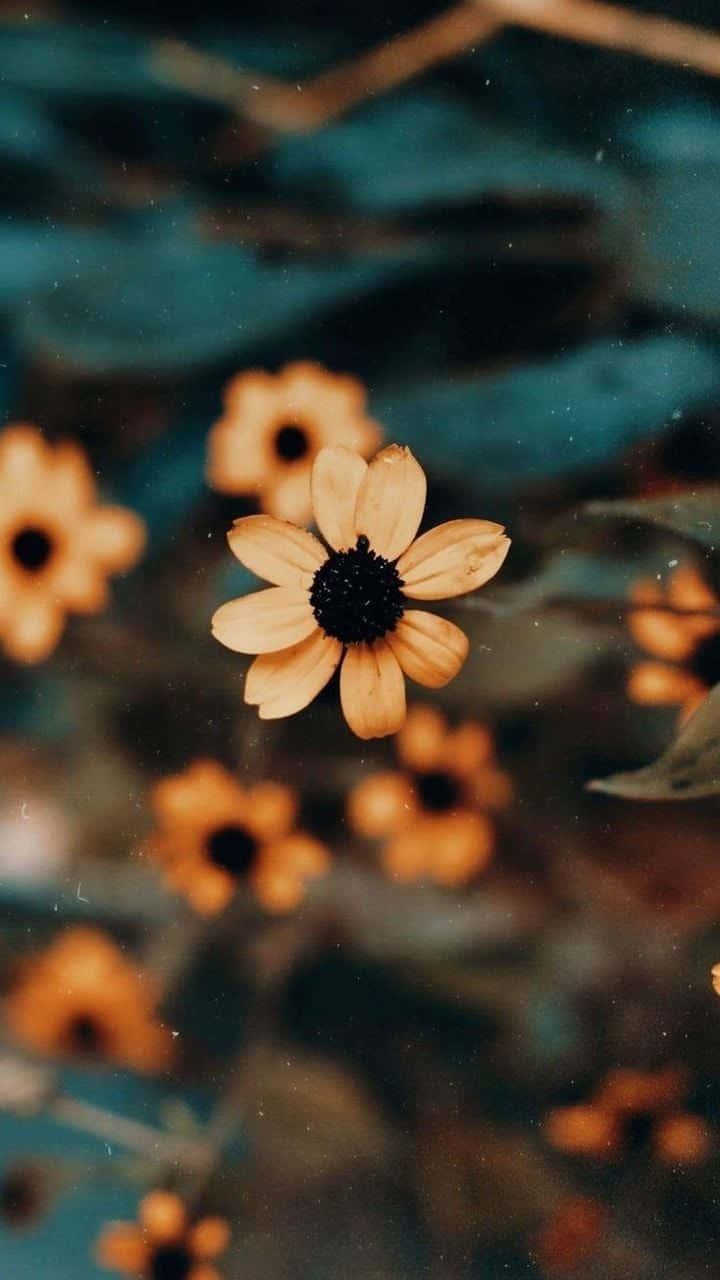 Yellow Flower Macro Shot, orange flower, dark center, HD Phone Wallpaper