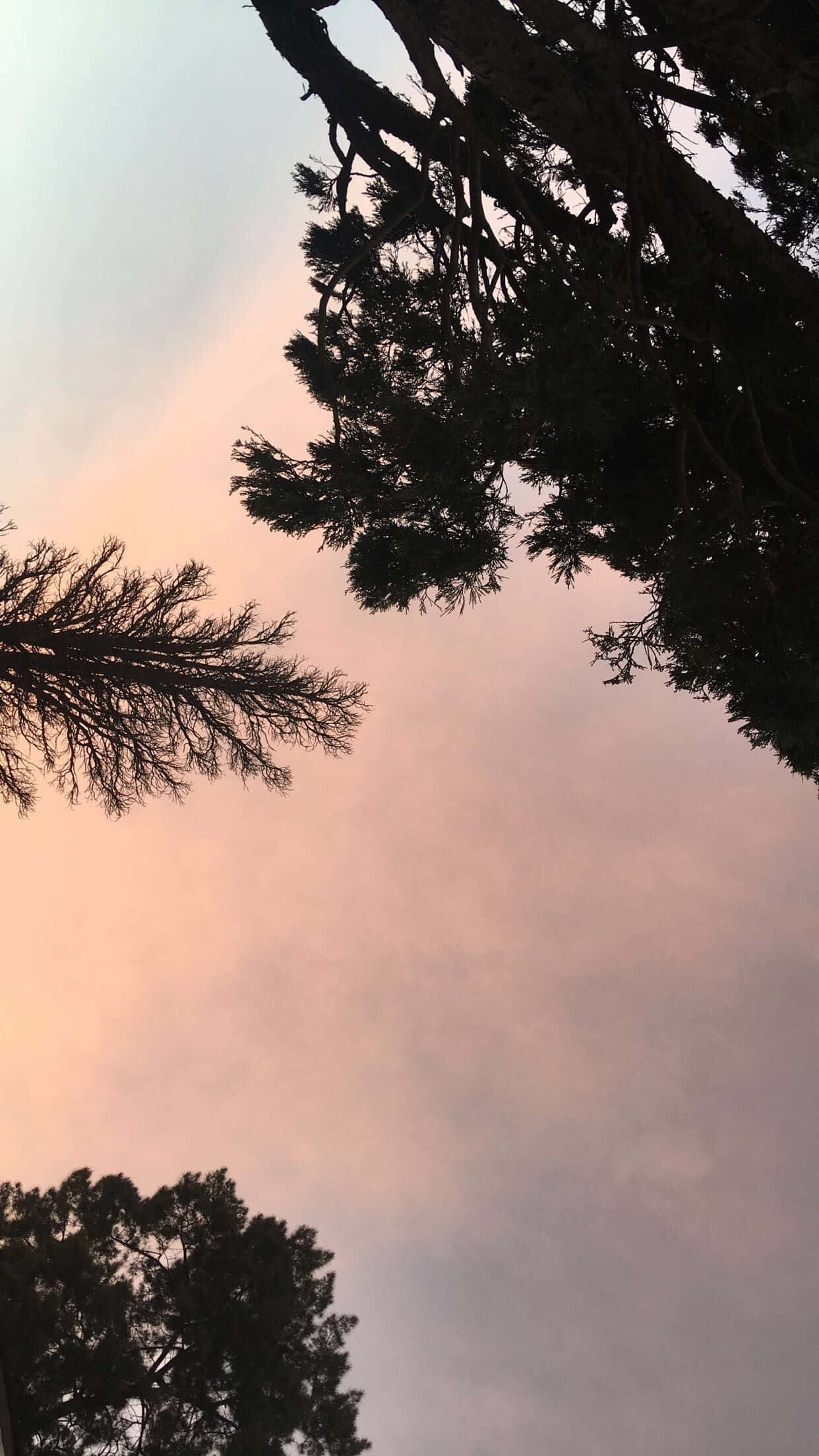 pine branches, soft pink, lavender sunset sky, Full HD Phone Wallpaper