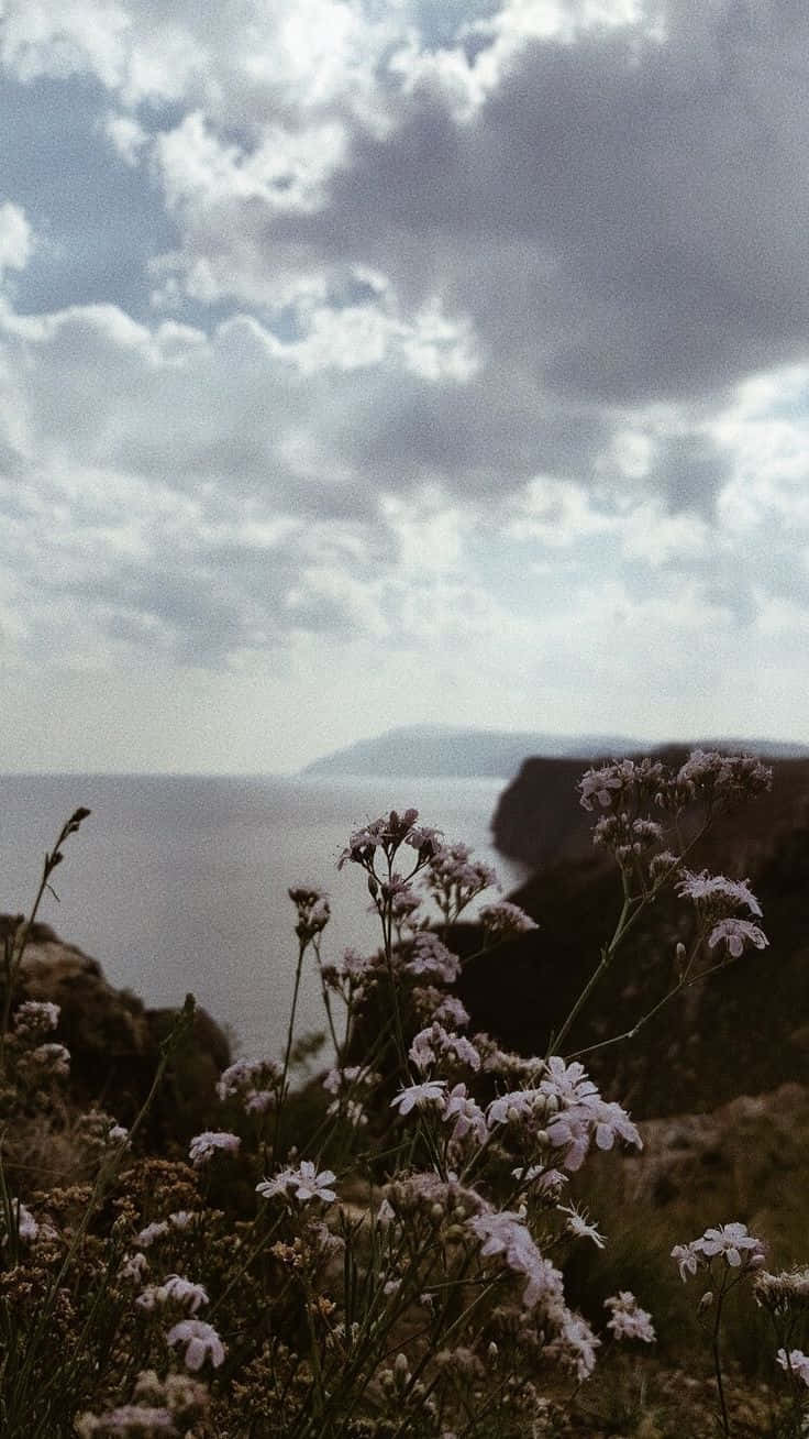 White Flowers, Cloudy Sky, Rugged Coastal Cliff, HD Phone Wallpaper