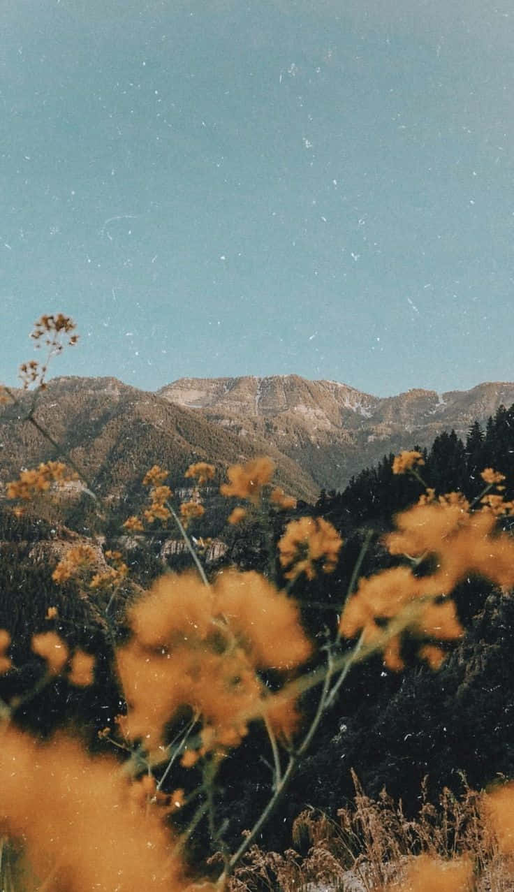 golden wildflowers, rugged snow-dusted mountains, soft blue sky, SD Phone Wallpaper