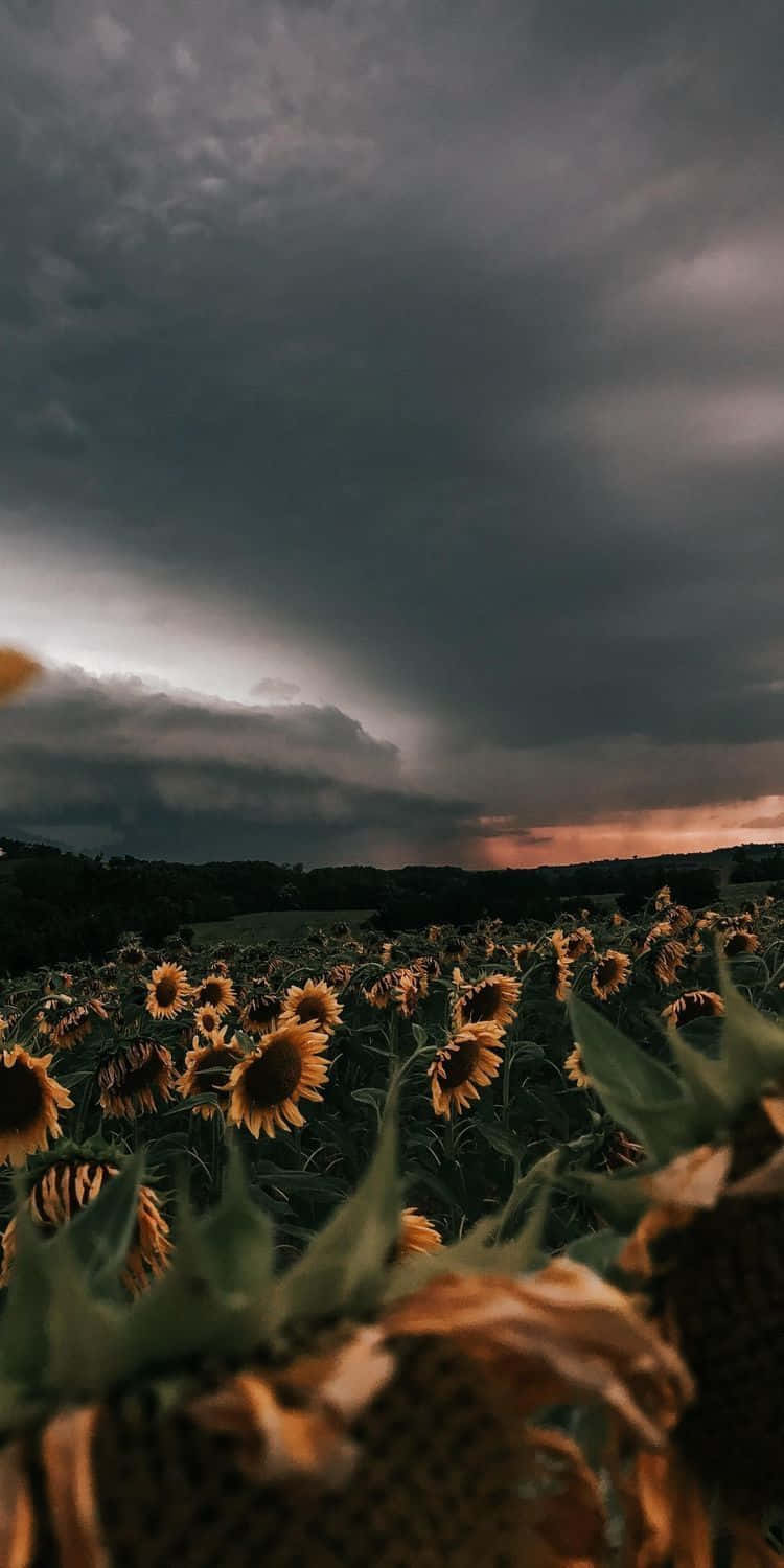Sunflower Field, stormy sky, orange sunset glow, HD Phone Wallpaper