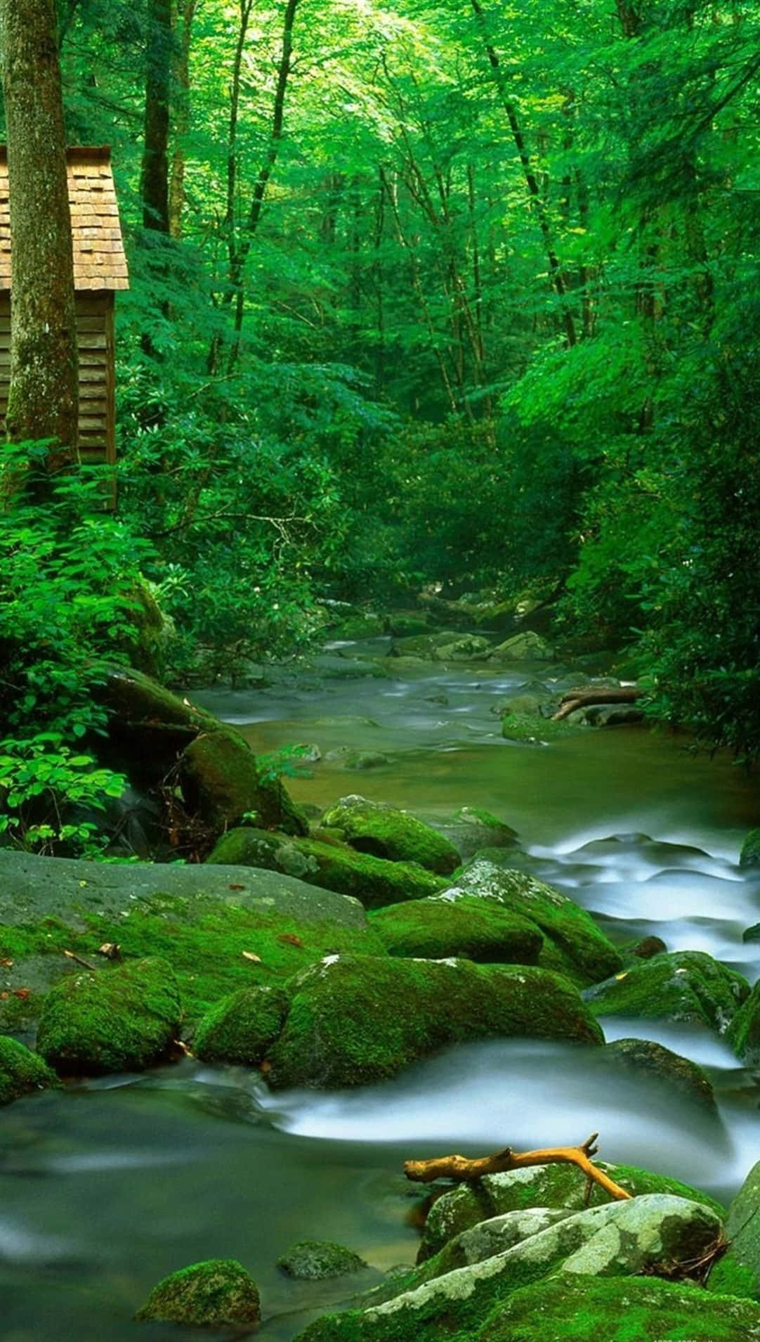 Smoky Stream, forest stream, mossy rocks, HD Phone Wallpaper