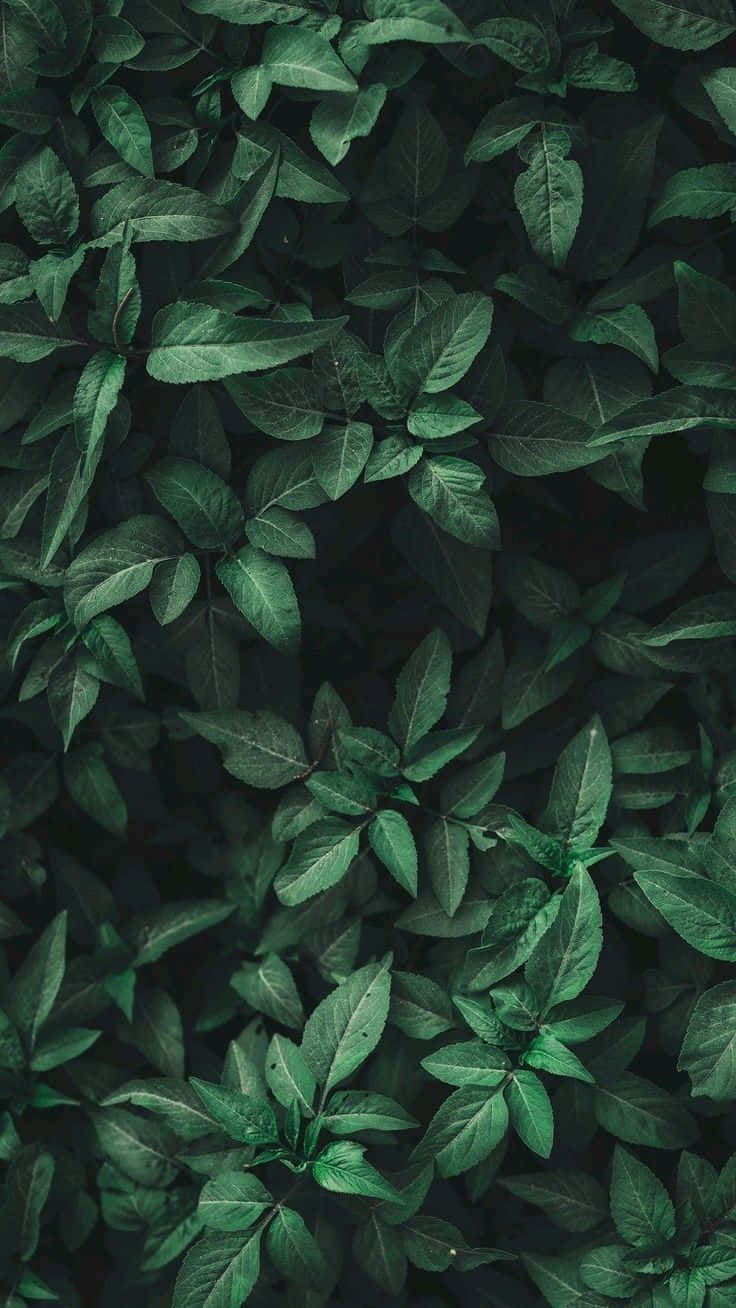 Green Leaves, deep green, natural texture, HD Phone Wallpaper