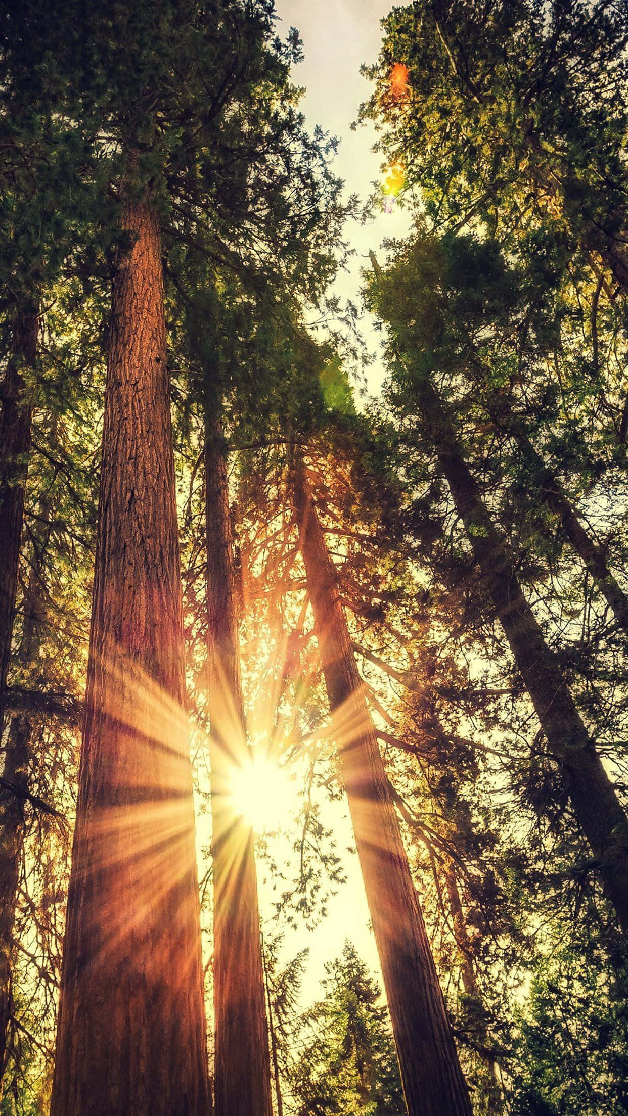 redwood trees, golden rays, dense forest canopy, Full HD Phone Wallpaper
