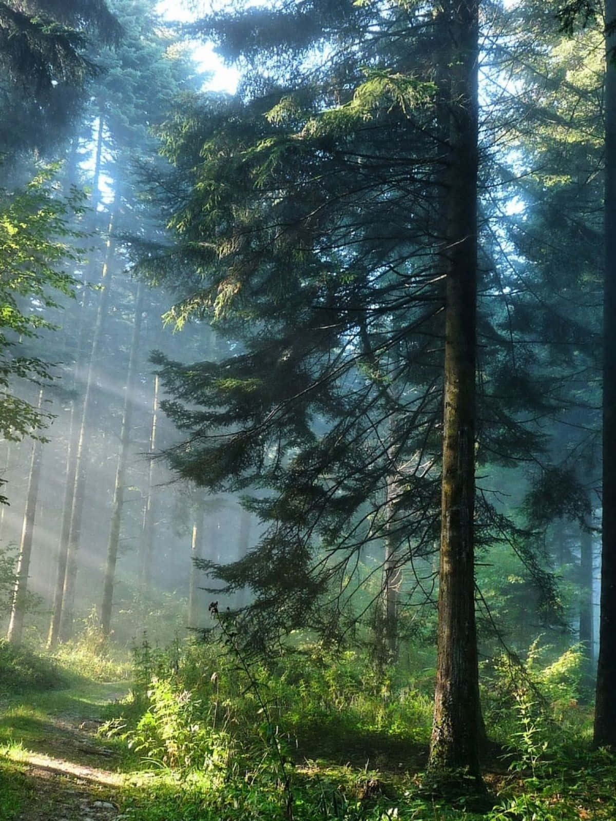 Pine Tree Forest, Sunlight beams, misty pine trees, HD Phone Wallpaper