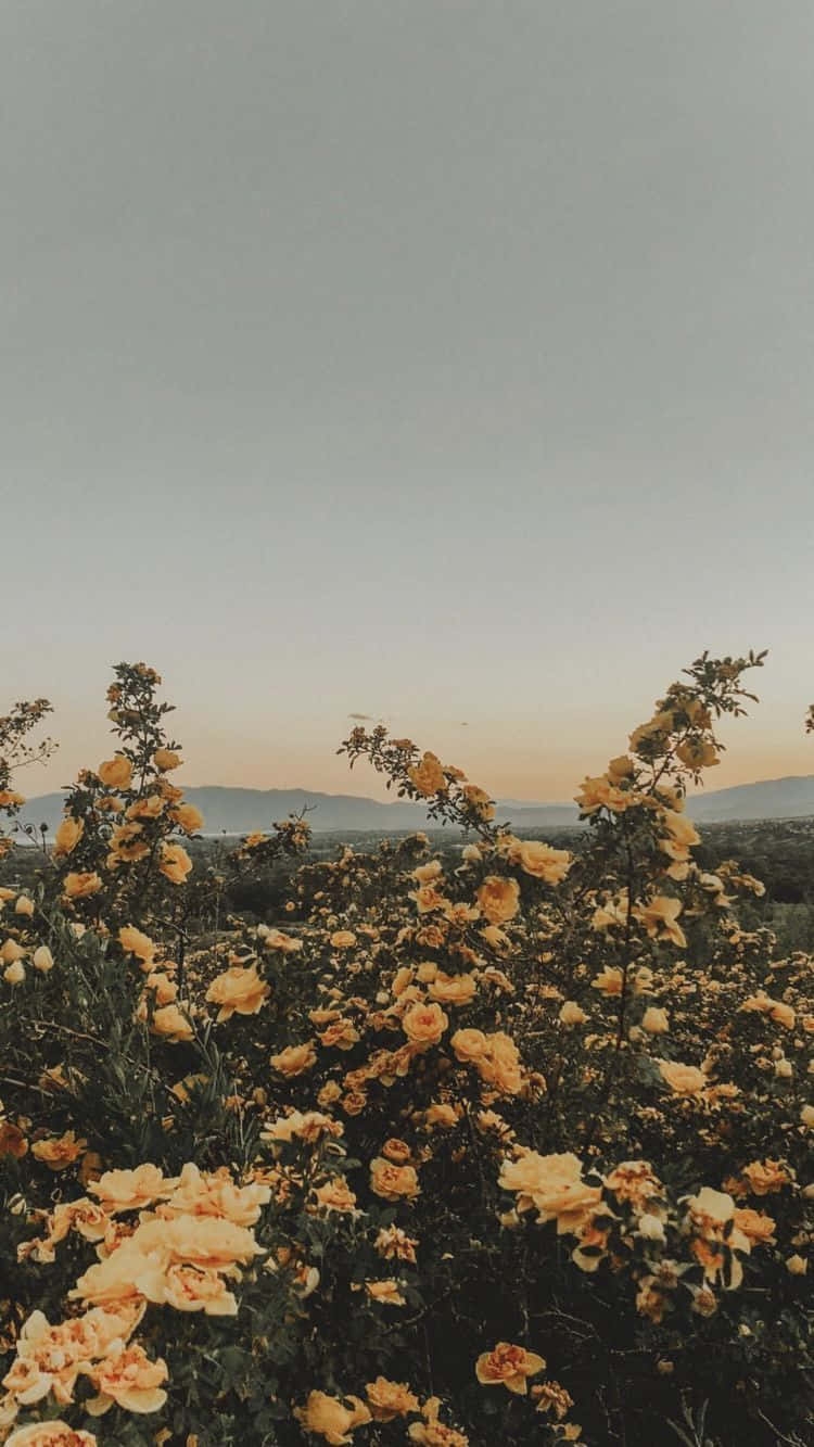 yellow roses, field of yellow roses, soft twilight, HD Phone Wallpaper