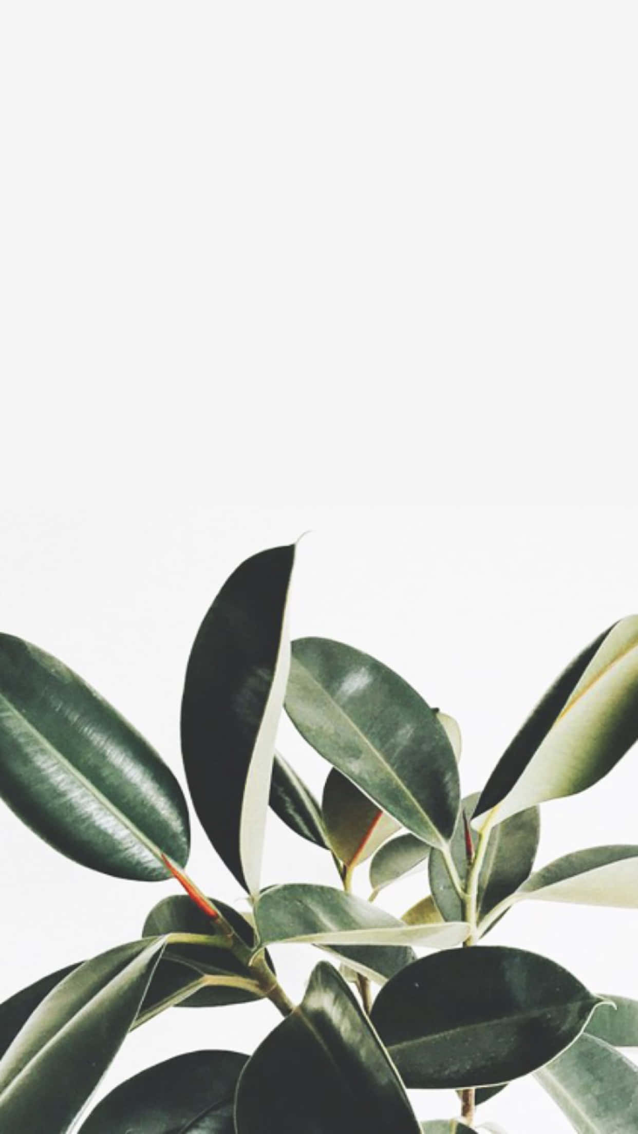 glossy rubber plant leaves, bright white background, soft shadows, Full HD Phone Wallpaper