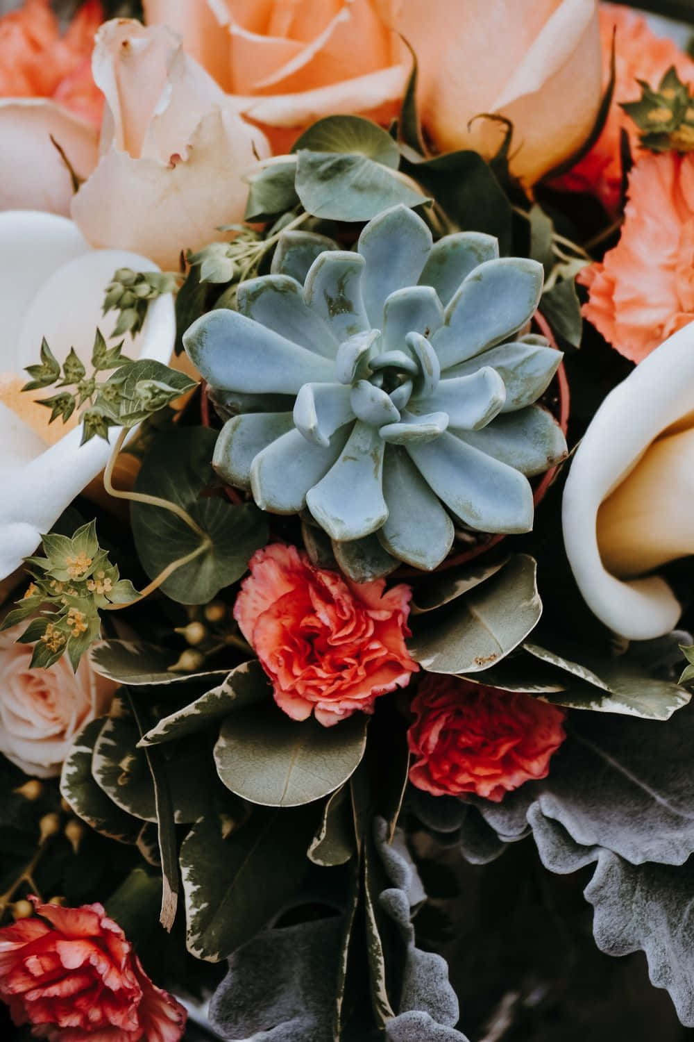 pale blue succulent, peach roses, white calla lilies, HD Phone Wallpaper