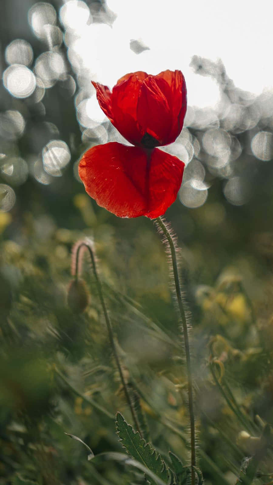 Red Poppy Flower, sunlit green grass, dappled light, HD Phone Wallpaper