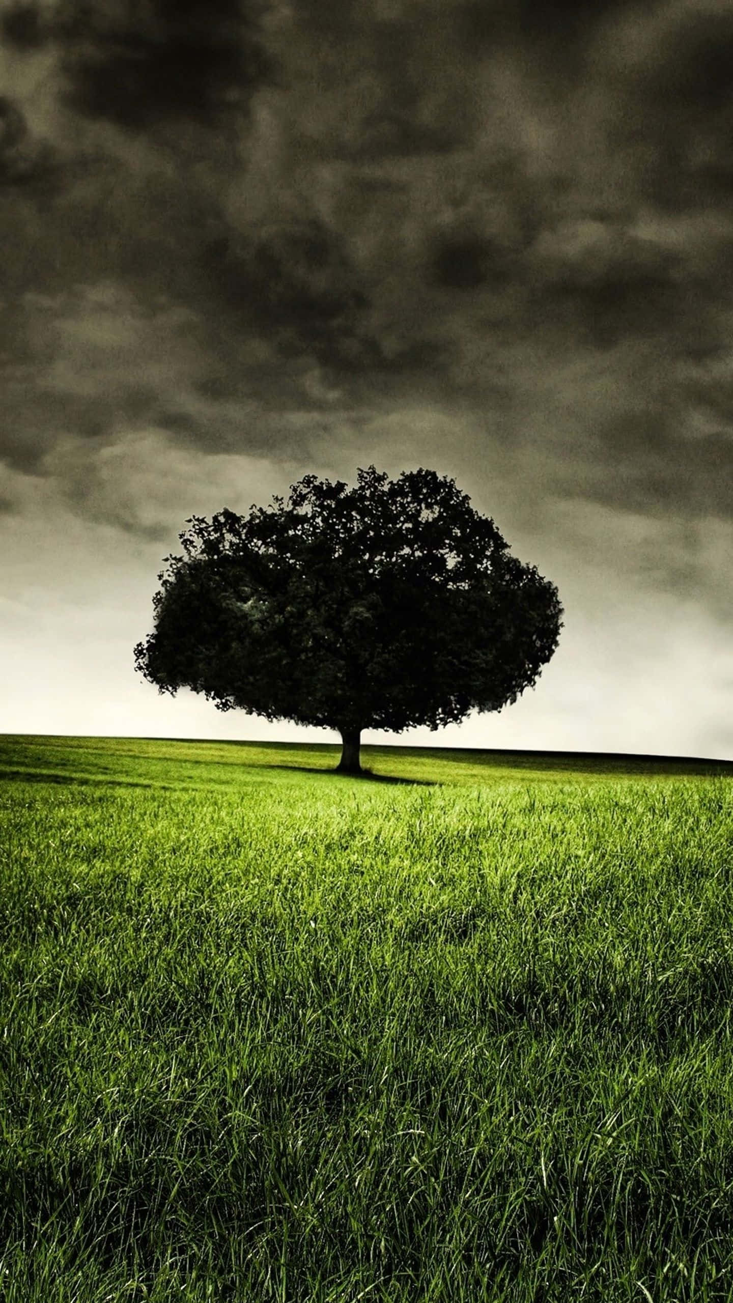 Gloomy Tree, Nature Android HD, stormy sky, 2K Phone Wallpaper