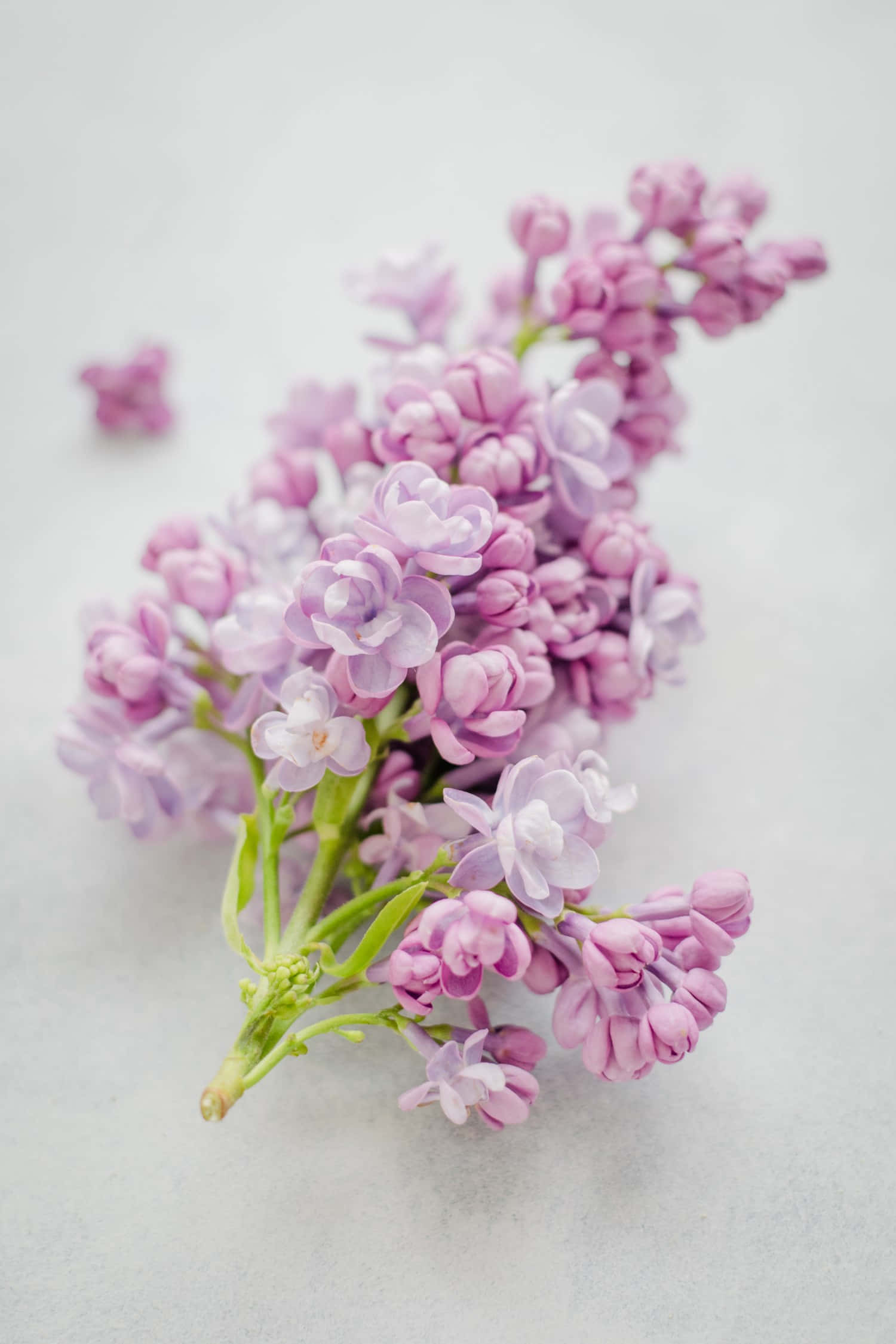 Lilac Flowers, soft purple lilac blossoms, green stems, Full HD Phone Wallpaper