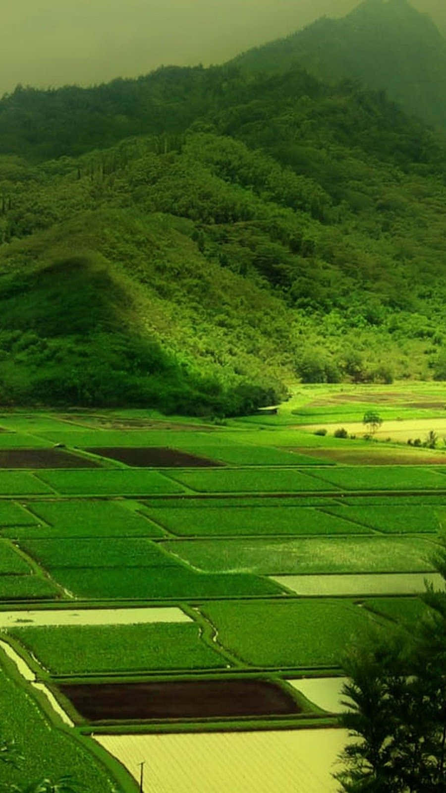 Rice Field, Terraced rice paddies, Misty forested hills, HD Phone Wallpaper