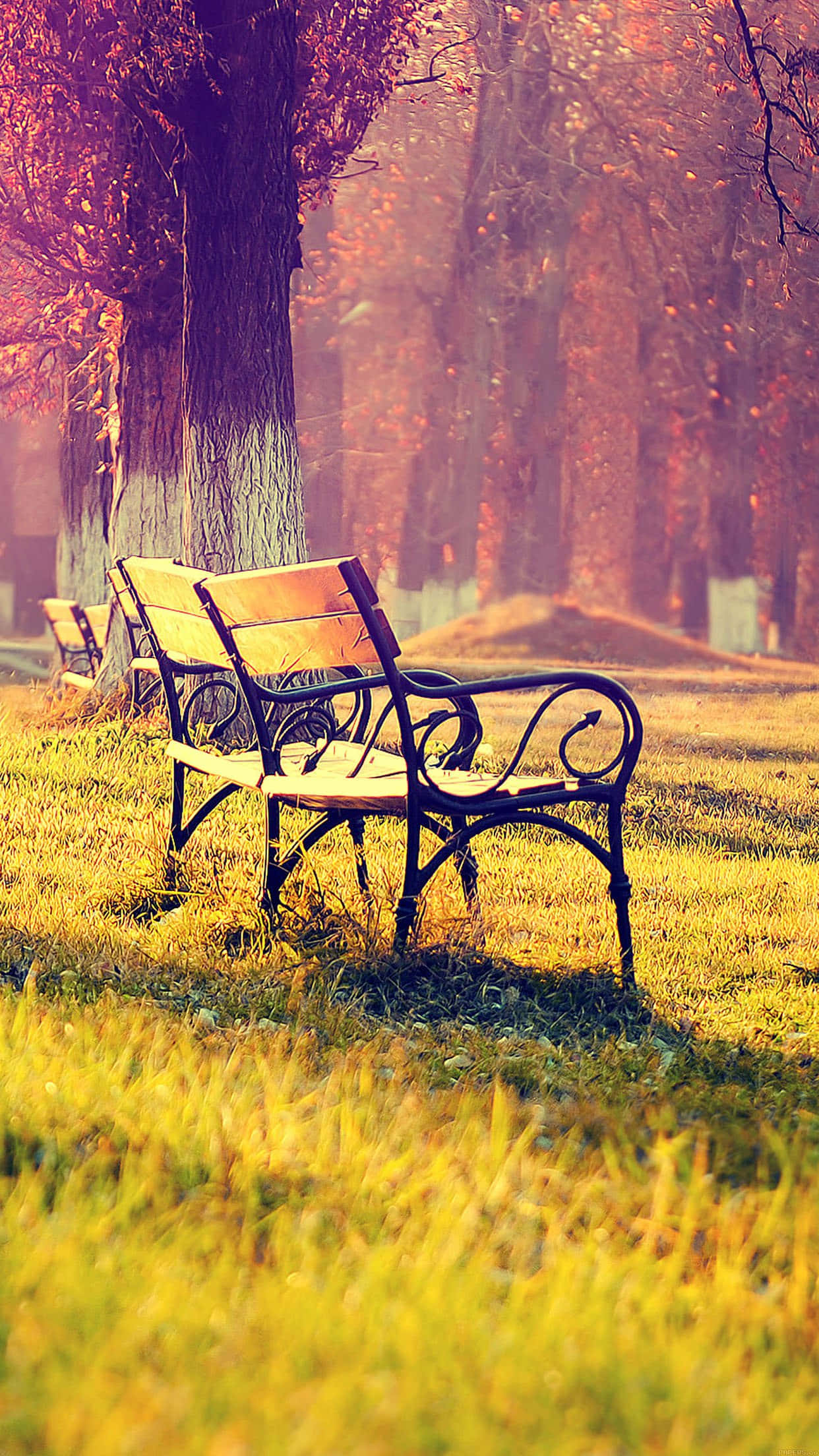 Autumn Empty Bench, wrought iron bench, sunlit autumn park, Full HD Phone Wallpaper