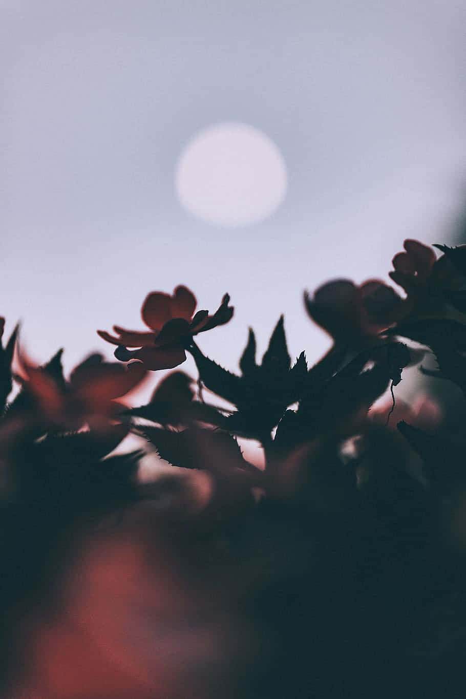 Nature Android HD, moon, silhouetted flowers, HD Phone Wallpaper