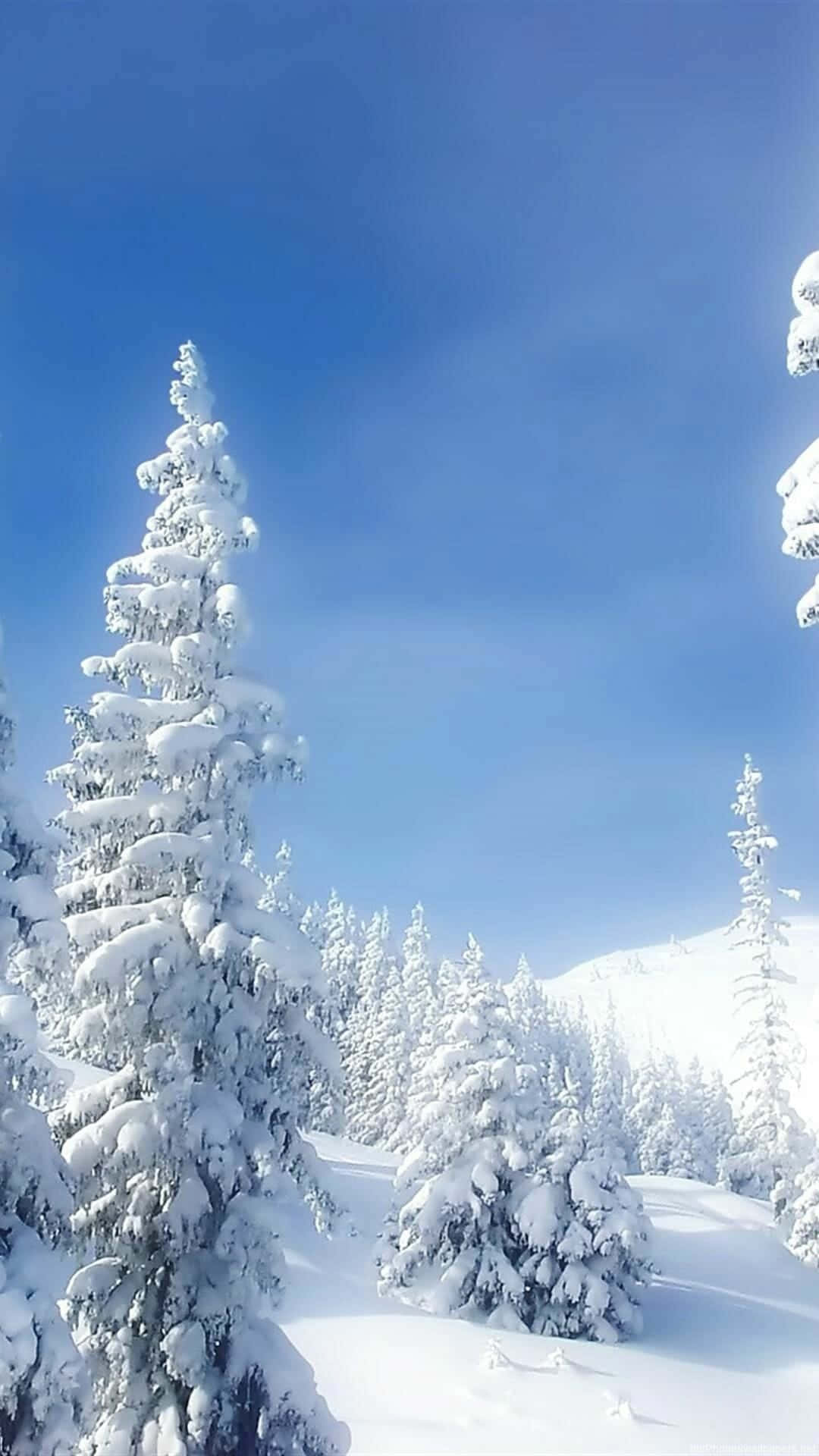Nature Android HD, snow-laden evergreen trees, clear blue sky, Full HD Phone Wallpaper