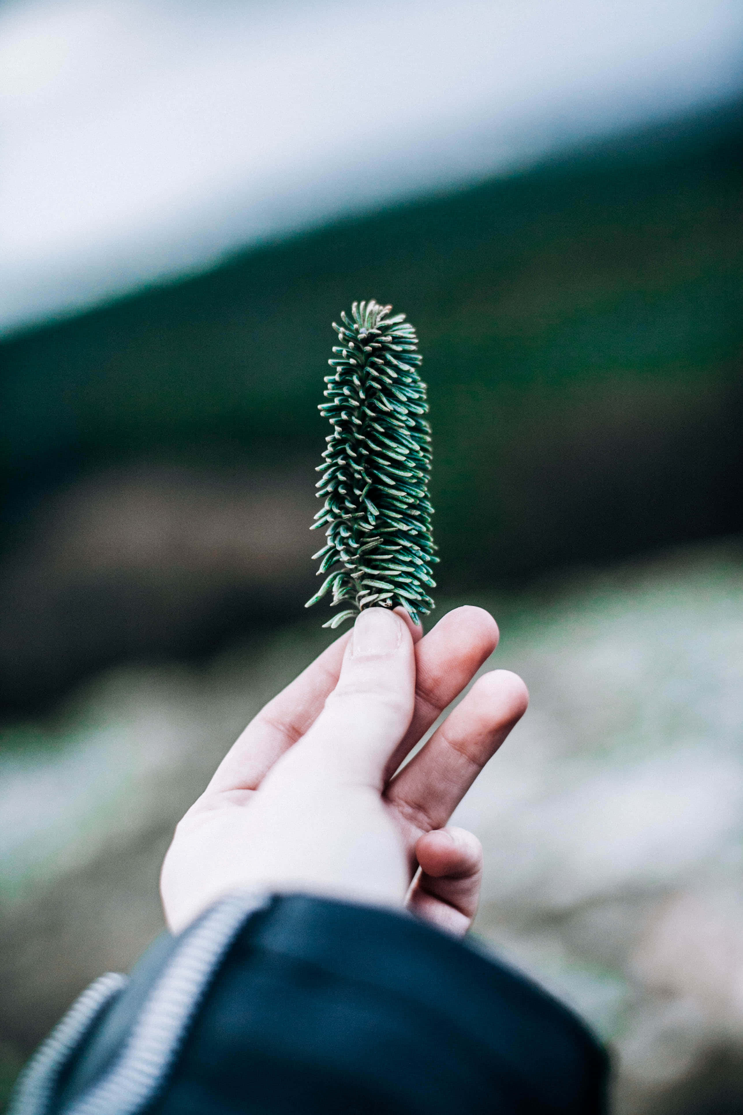 Nature Android HD, small green pine cone, mountainous backdrop, 4K Phone Wallpaper