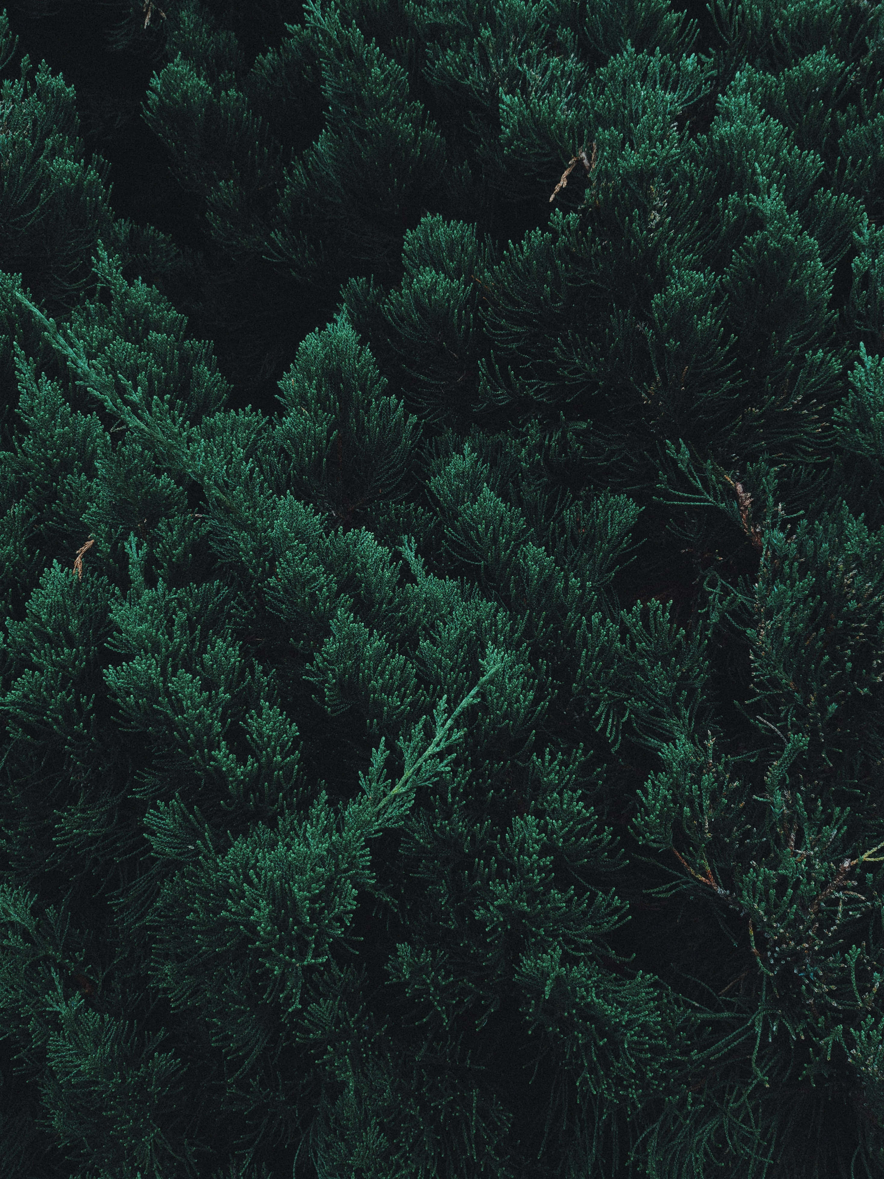Nature Android HD, dark green evergreen branches, deep shadows, 4K Phone Wallpaper