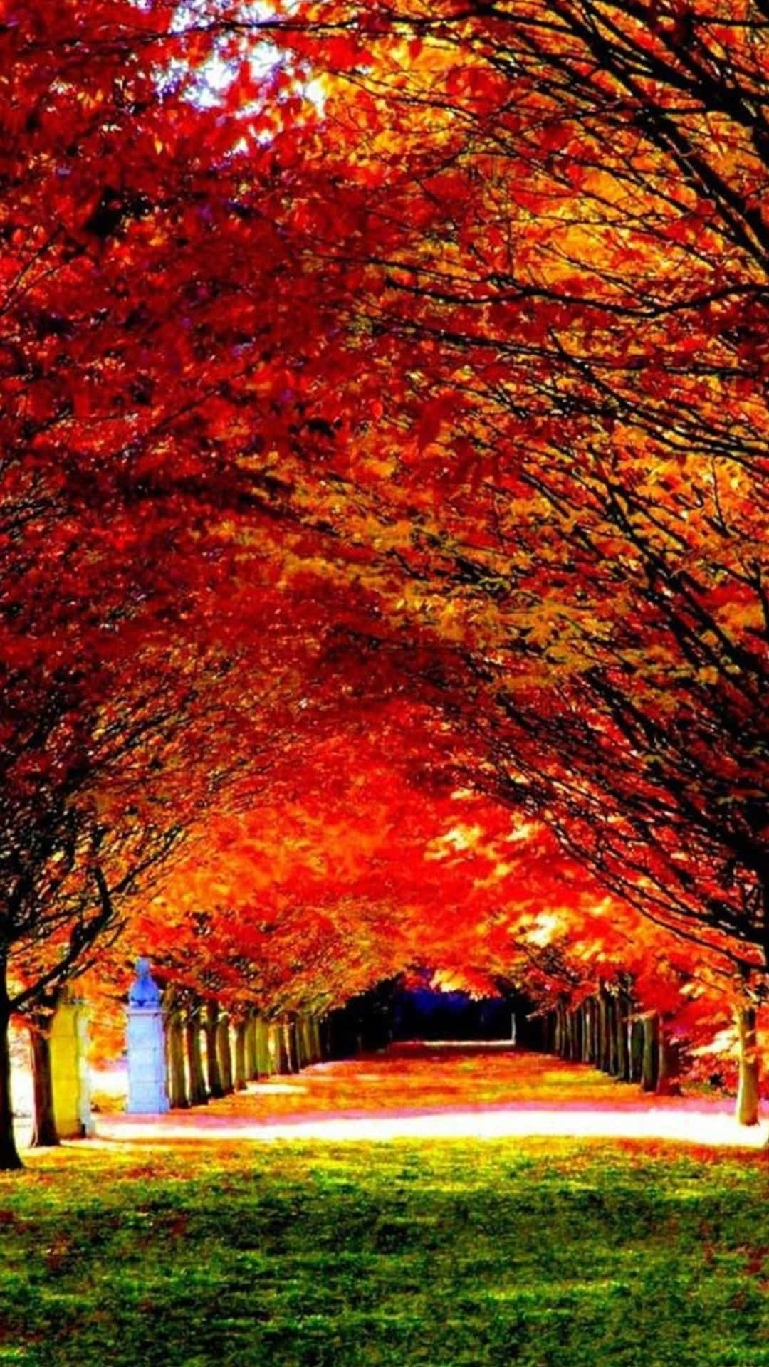 Android, autumn pathway, fiery red trees, Full HD Phone Wallpaper
