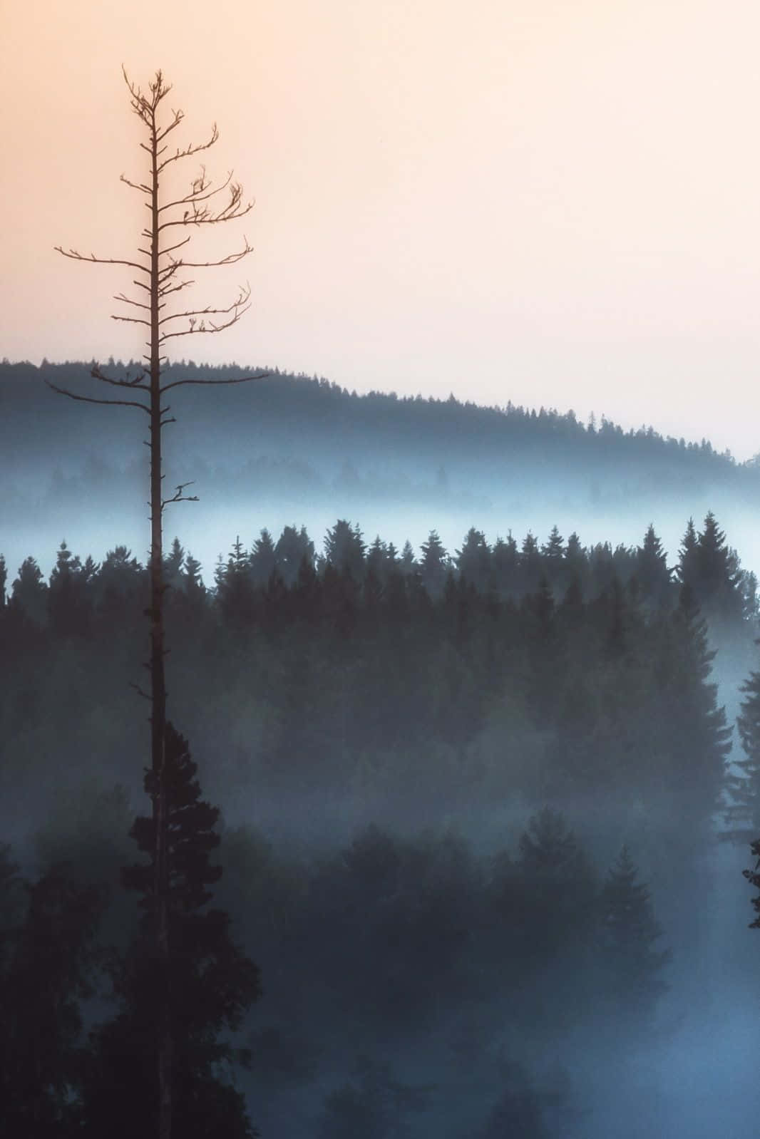 Android, Misty Forest, dawn, HD Phone Wallpaper