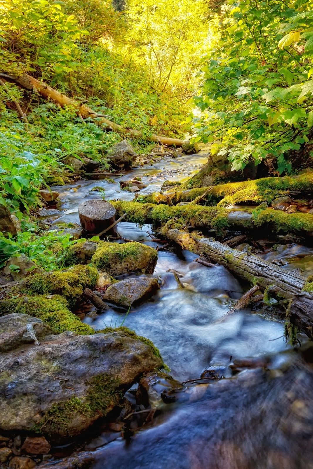 Android Nature, sunlit forest stream, mossy rocks, HD Phone Wallpaper
