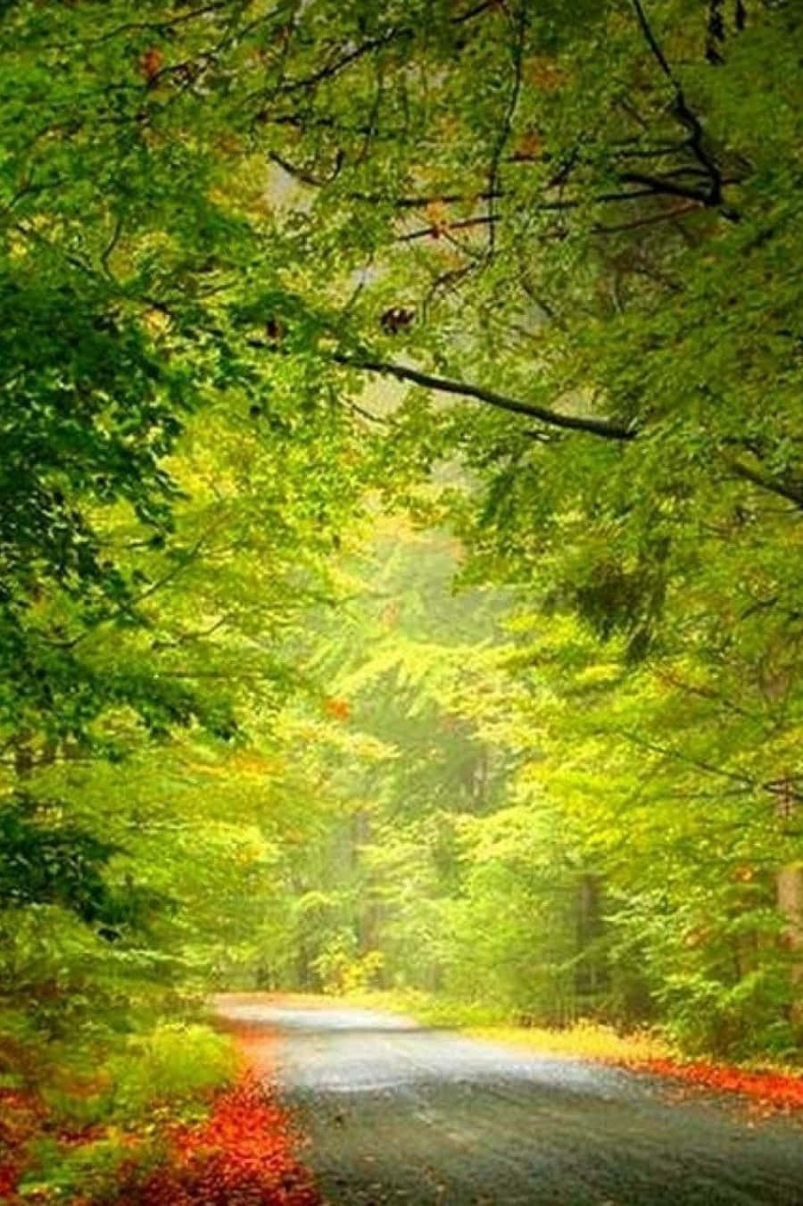 Android Nature #1, winding forest path, golden sunlight, HD Phone Wallpaper