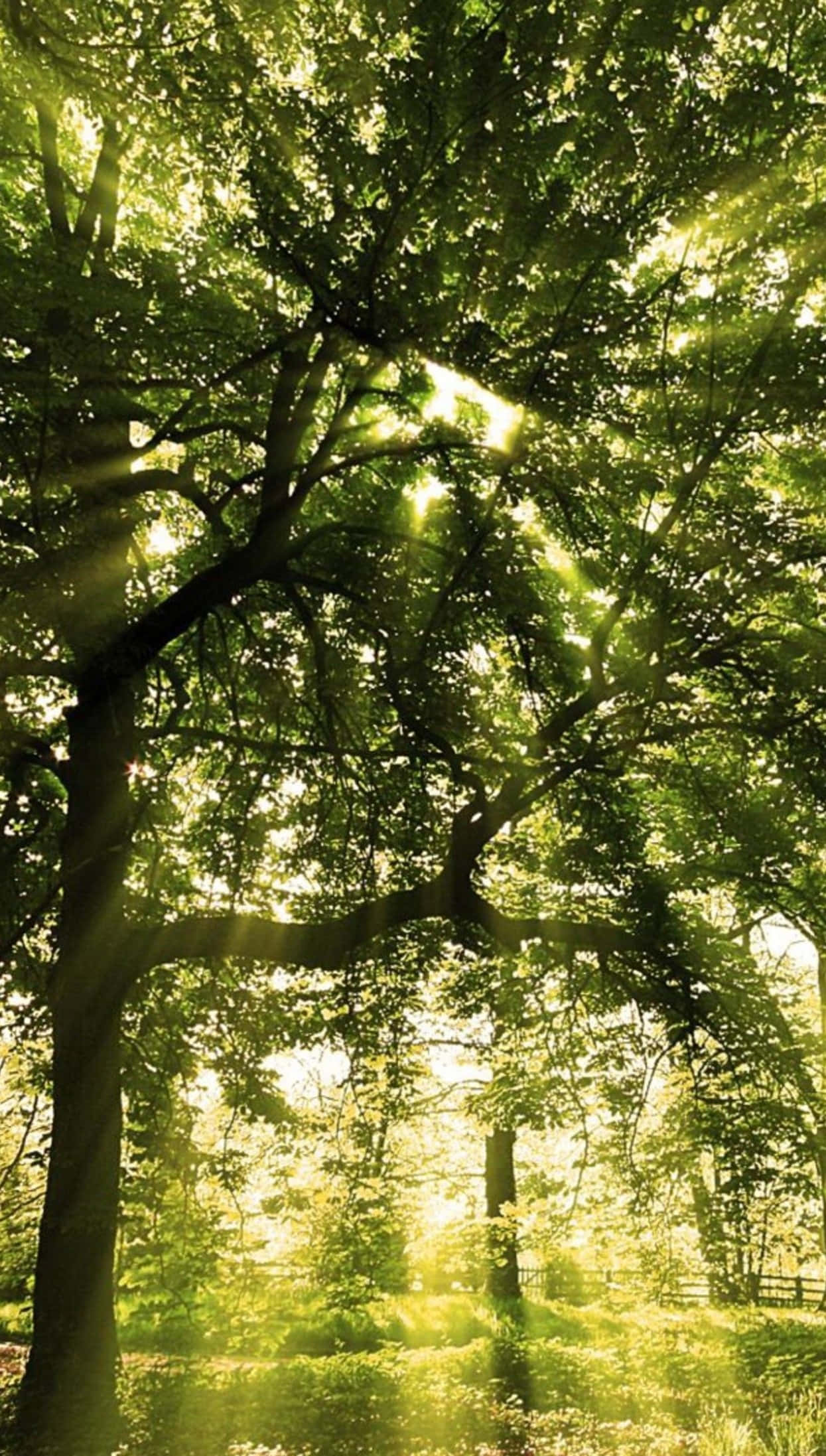 Android, Nature, Sunlight beams, Full HD Phone Wallpaper