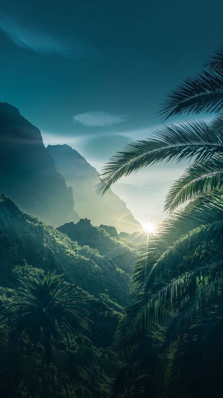 Sunrise, forest, palm fronds, HD Phone Wallpaper