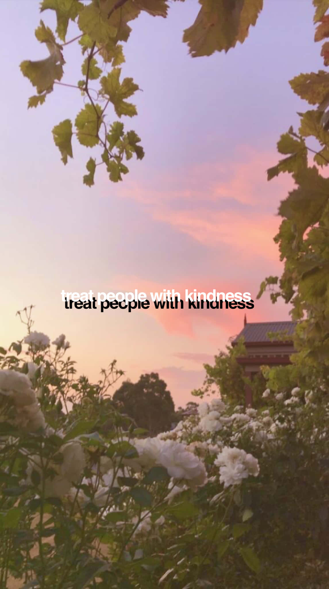 White roses, green leaves, soft pink sunset sky, Full HD Phone Wallpaper